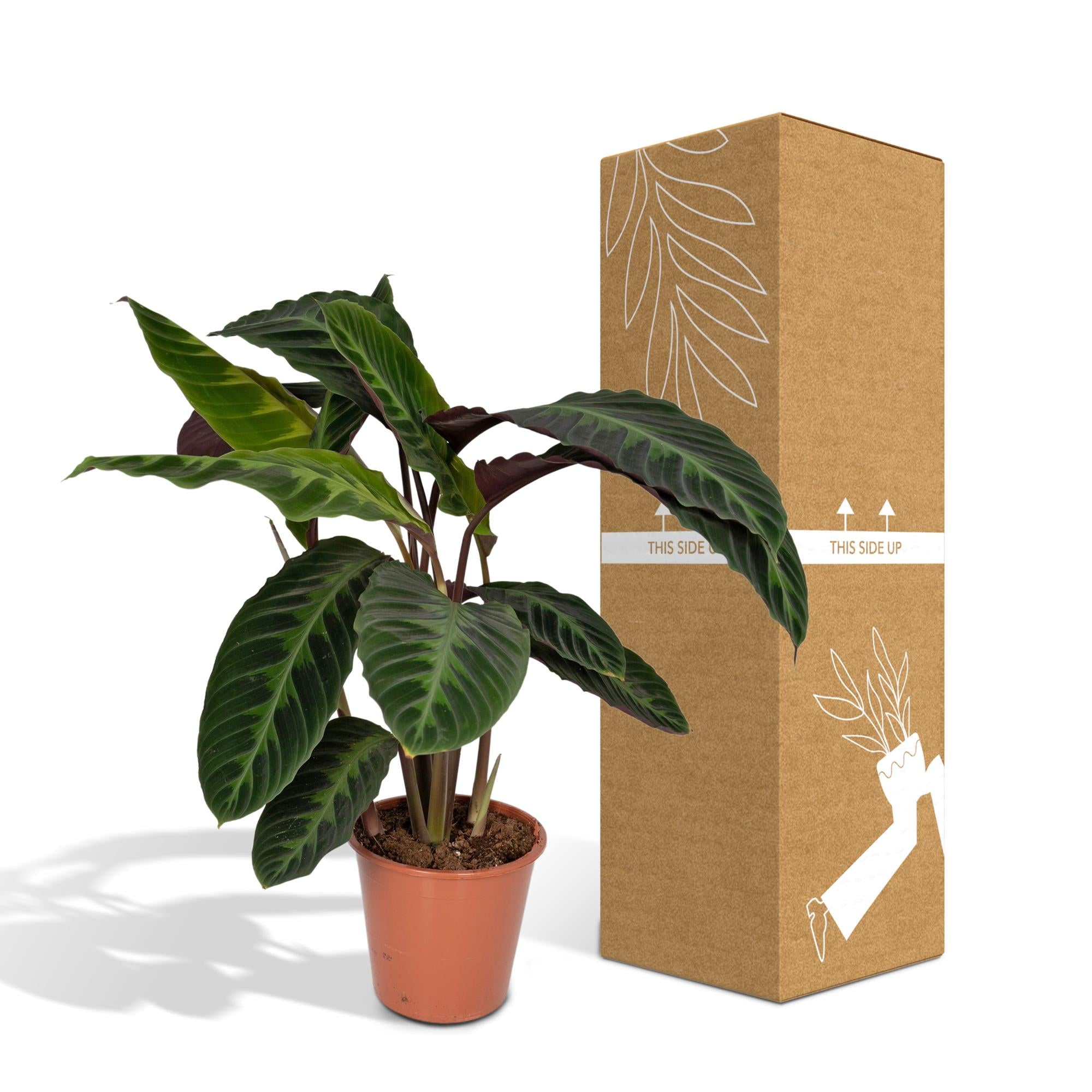 Calathea Warscewiczii - Peacock plant - Ø19cm - ↕70cm in a brown pot next to its cardboard packaging.