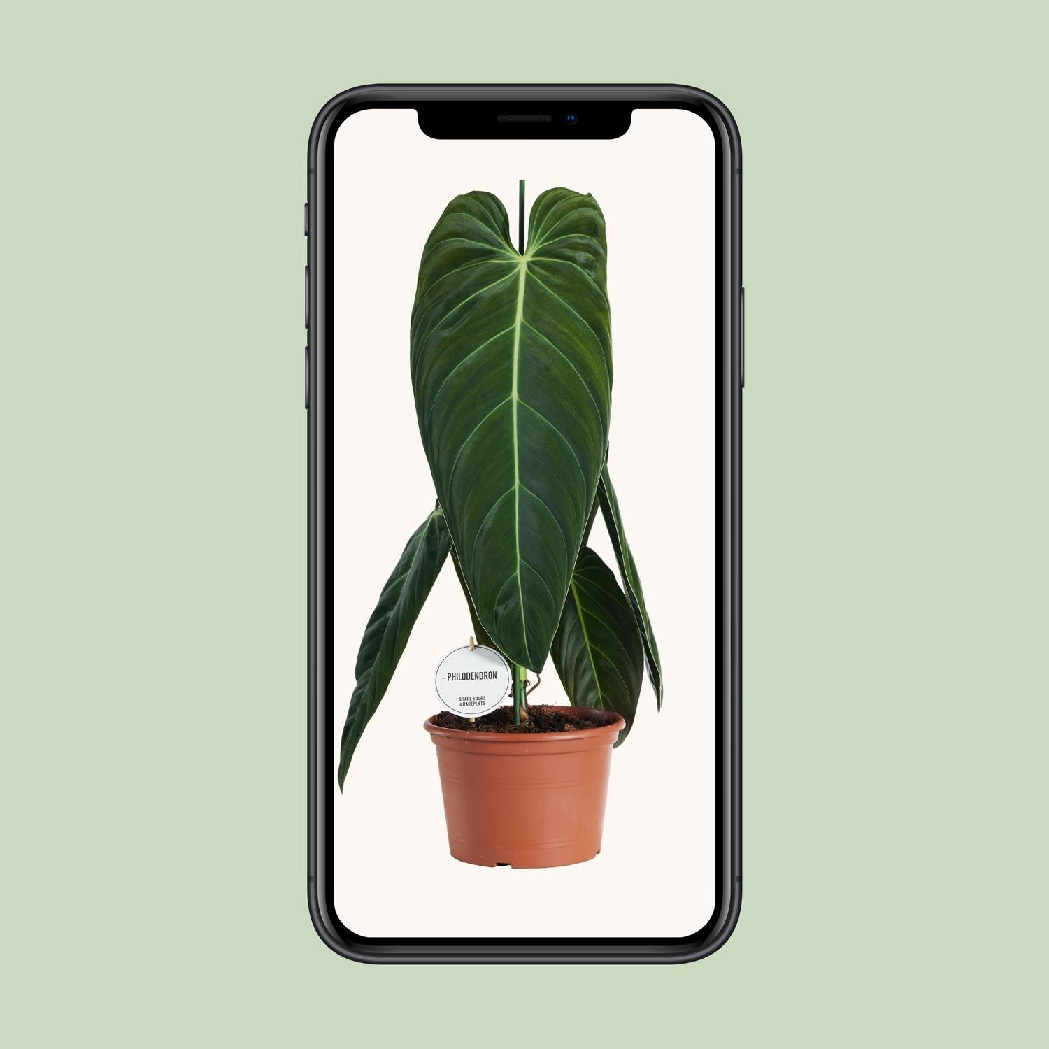 Philodendron Melanochrysum - Ø21cm - ↕75cm in a brown terracotta pot, displayed on a phone, vibrant green leaves.