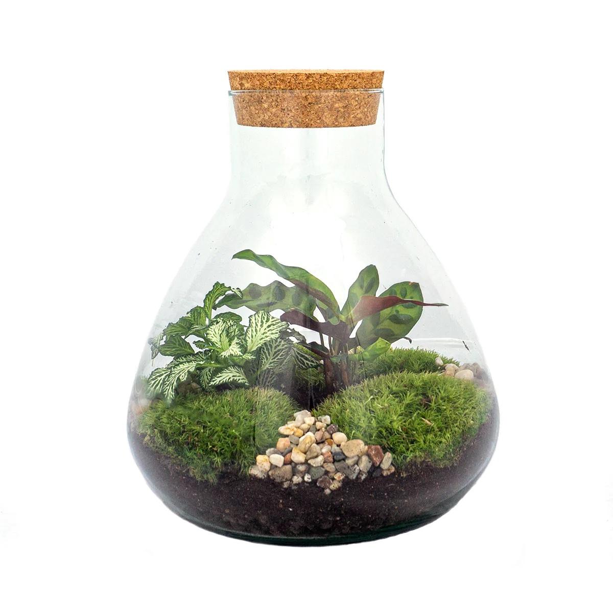 DIY terrarium – Sammie – ↕ 27 cm, glazen pot met groene planten, mossen, stenen en aarde, in een kegvorm. 