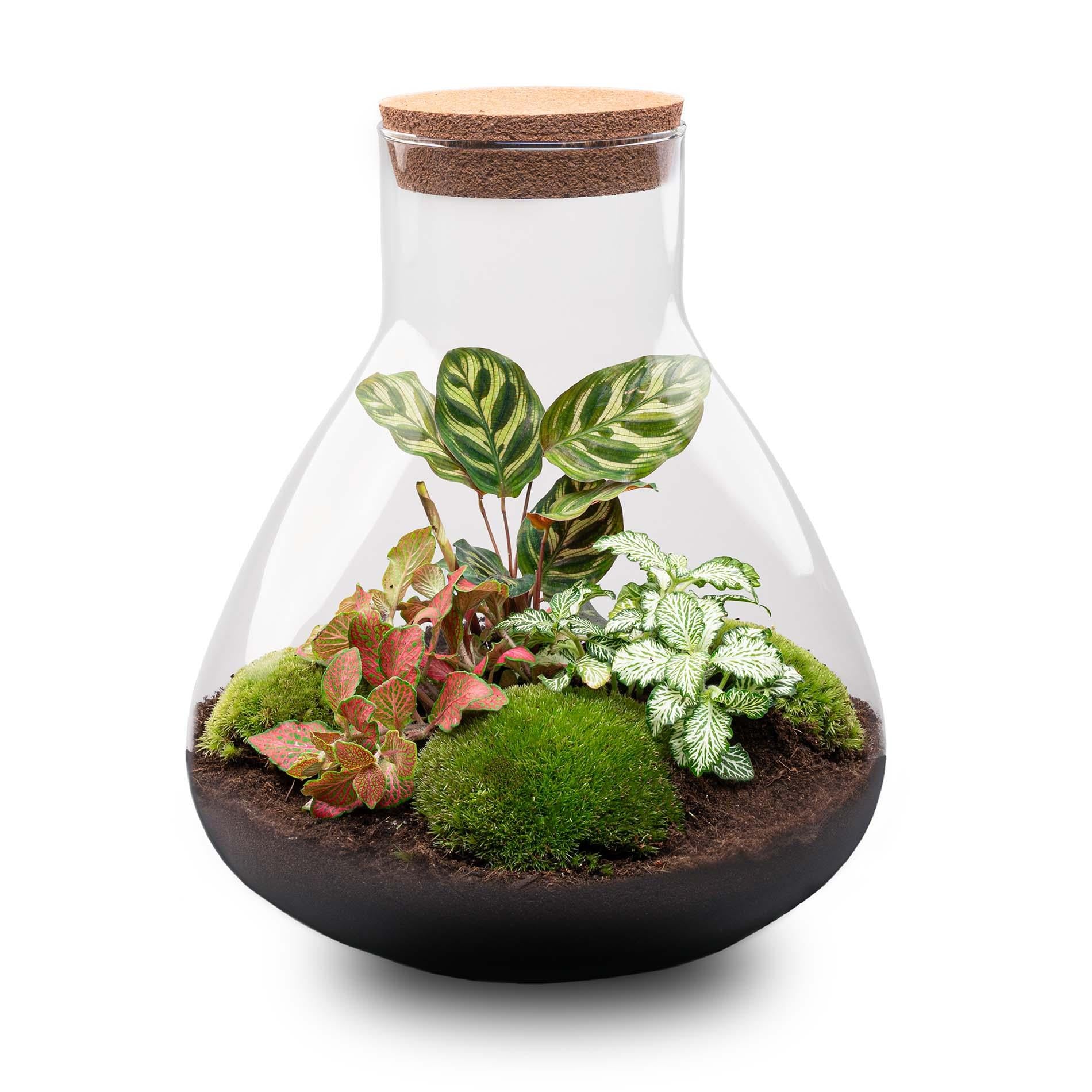 DIY terrarium - Sam XL Red - ↕ 35 cm - Normal, met groene planten, mos en aarde in glazen pot met kurken deksel.