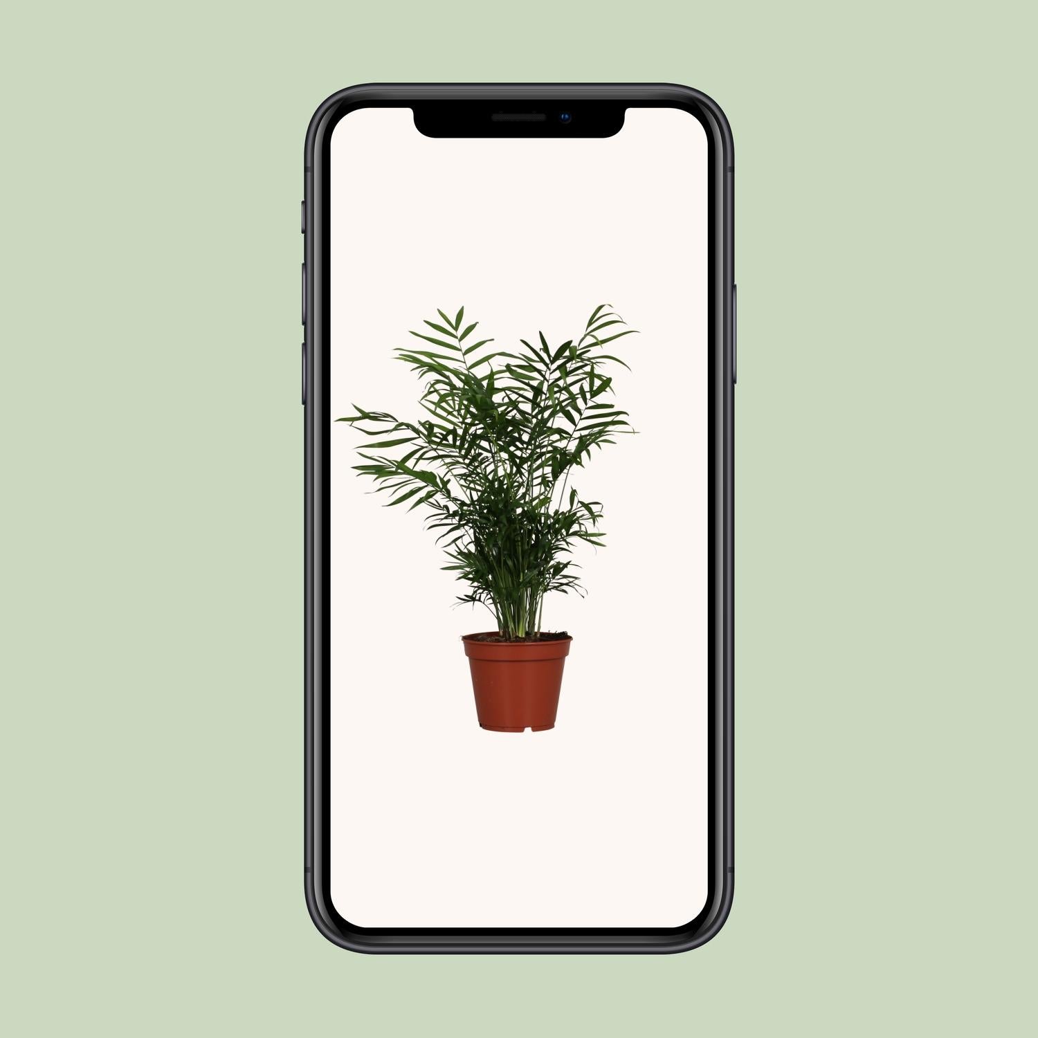 Chamaedorea Elegans - Ø17cm - ↕55cm, groene kamerplant in een bruine plantenpot, ideale terrarium plant.