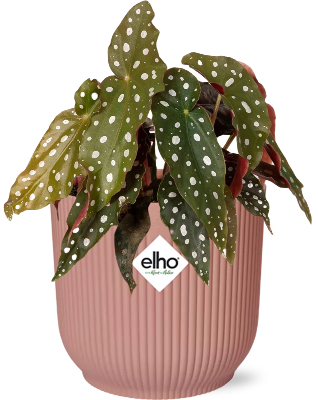 Begonia Maculata + ELHO Vibes Fold 14cm roze in een roze ribbelpot met groene bladeren met witte stippen.