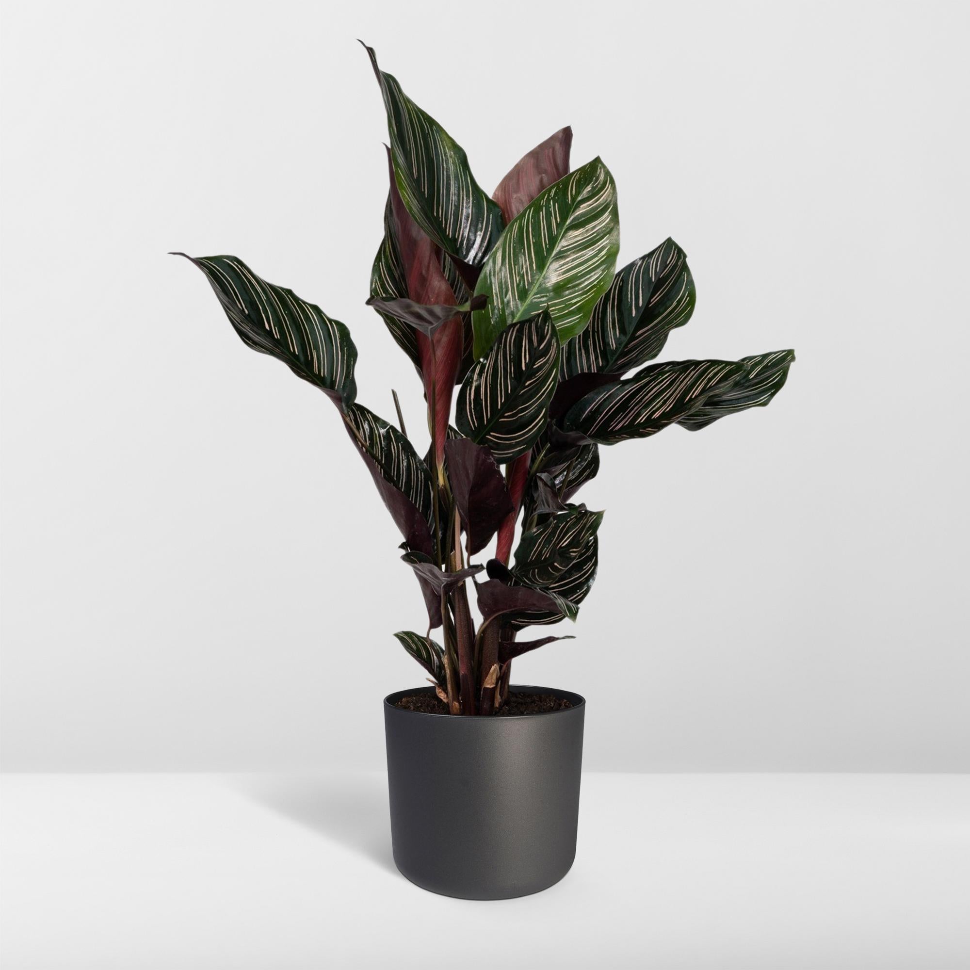 Calathea Ornata - Ø14cm - ↕50cm in zwarte plantenpot, groene bladeren met lichtgroene en donkere strepen, passende decoratie.