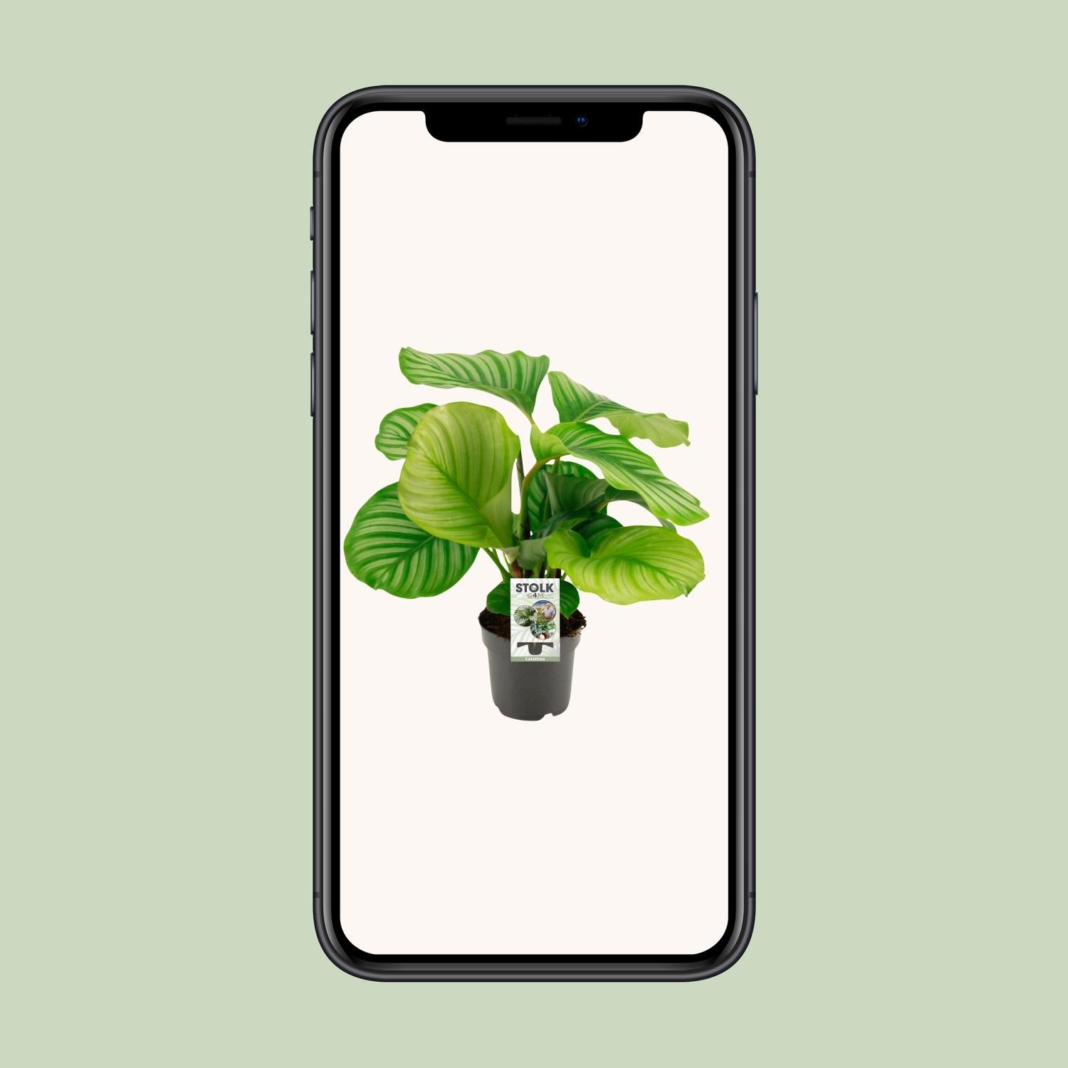 Calathea Orbifolia - Ø50cm - ↕14cm in a black pot, vibrant green leaves, displayed on a mobile phone against a light background.
