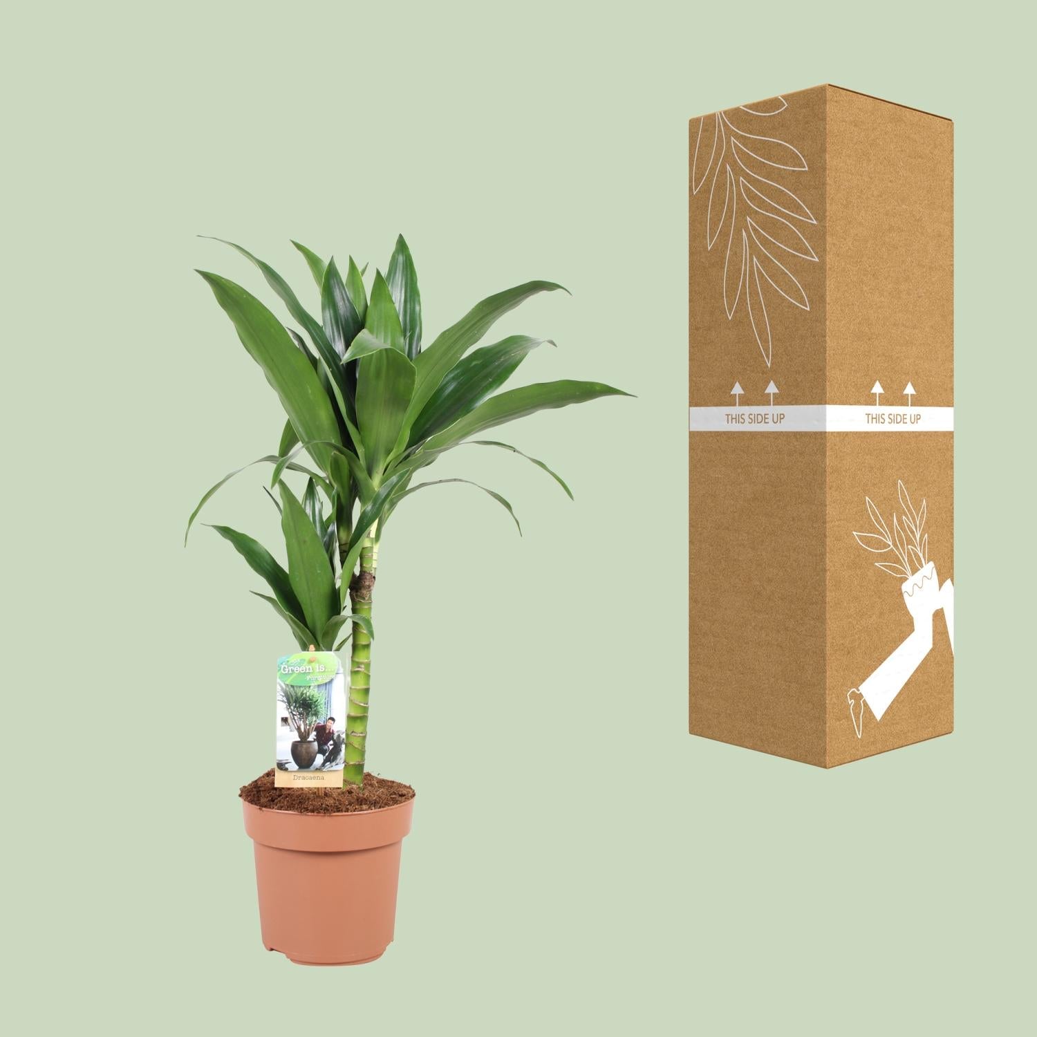 Dracaena Janet Craig 30-15 - Ø17cm - ↕60cm in a brown pot beside its cardboard packaging on a green background.