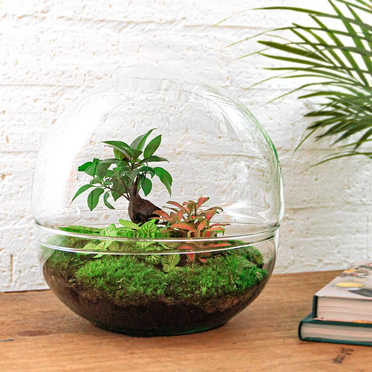 DIY terrarium - Dome XL - Ficus Ginseng Bonsai - ↕ 30 cm - Normal with green plants and moss in a transparent pot on wooden surface.
