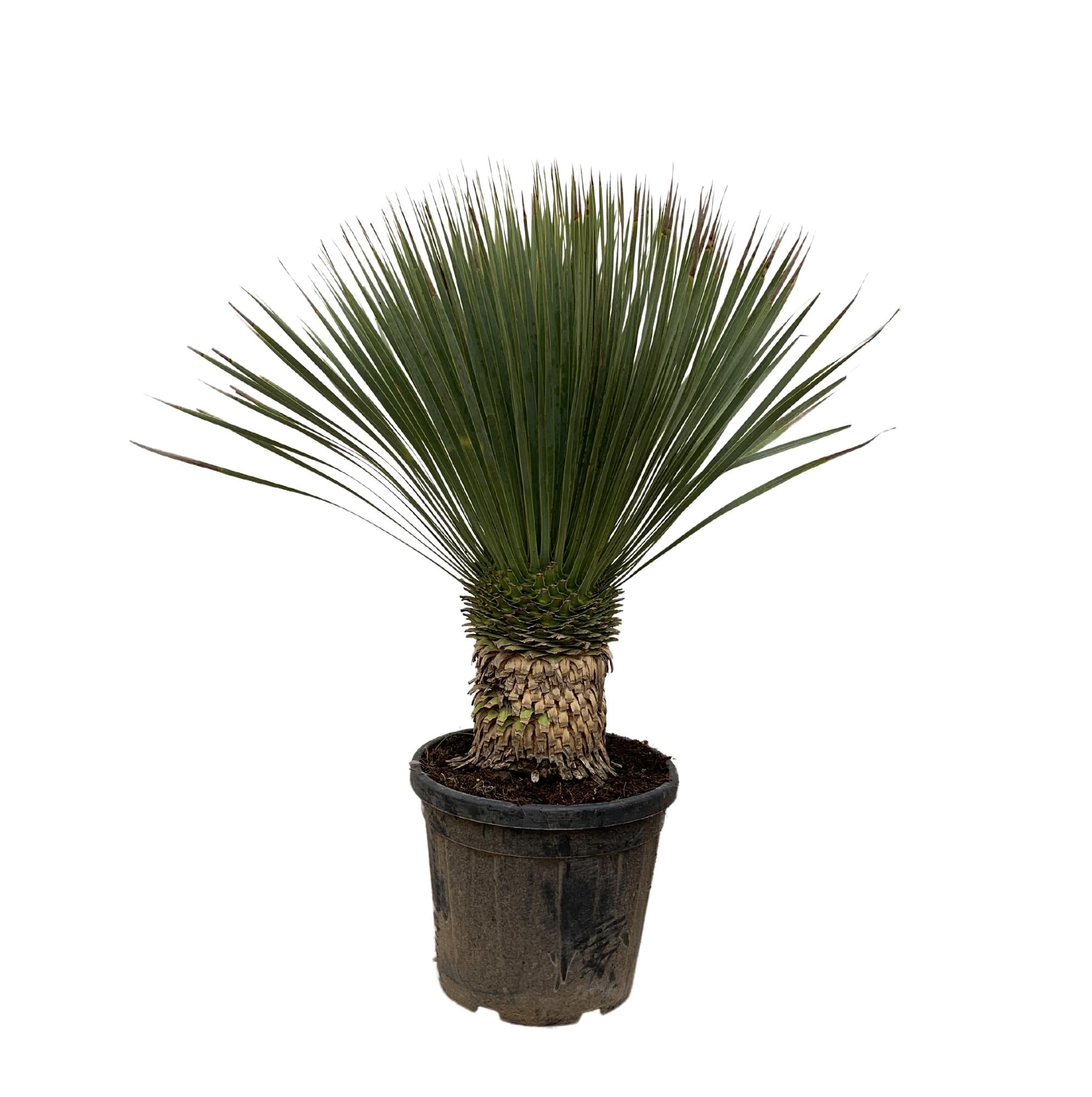 Yucca Rostrata - 100cm- Ø38