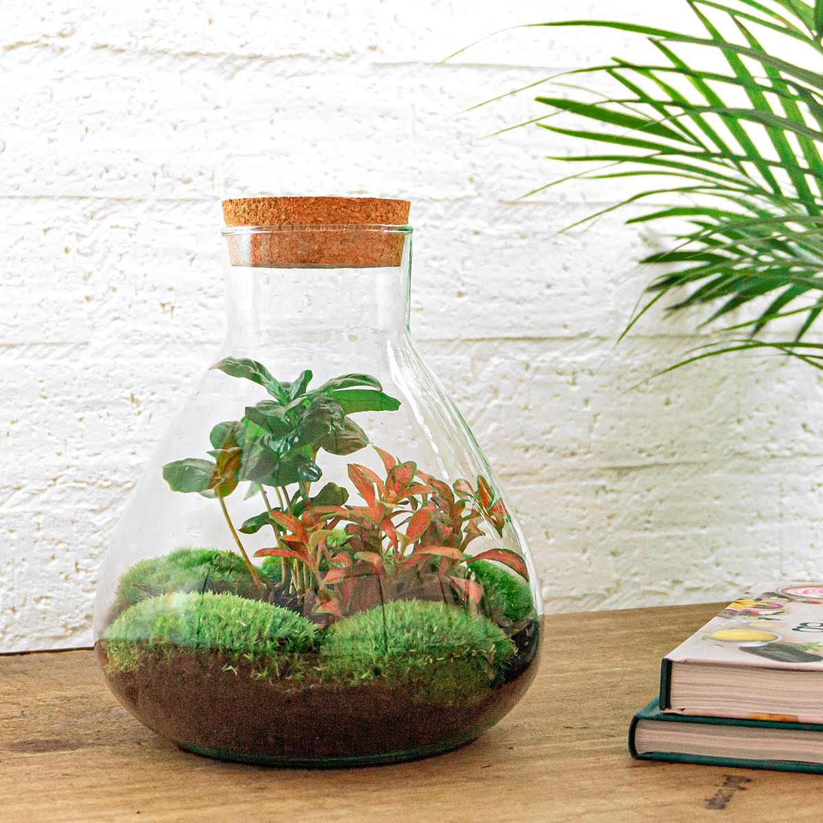 DIY terrarium - Sammie Coffea - ↕ 26 cm - Normal with green plants and moss in glass pot on a wooden table.