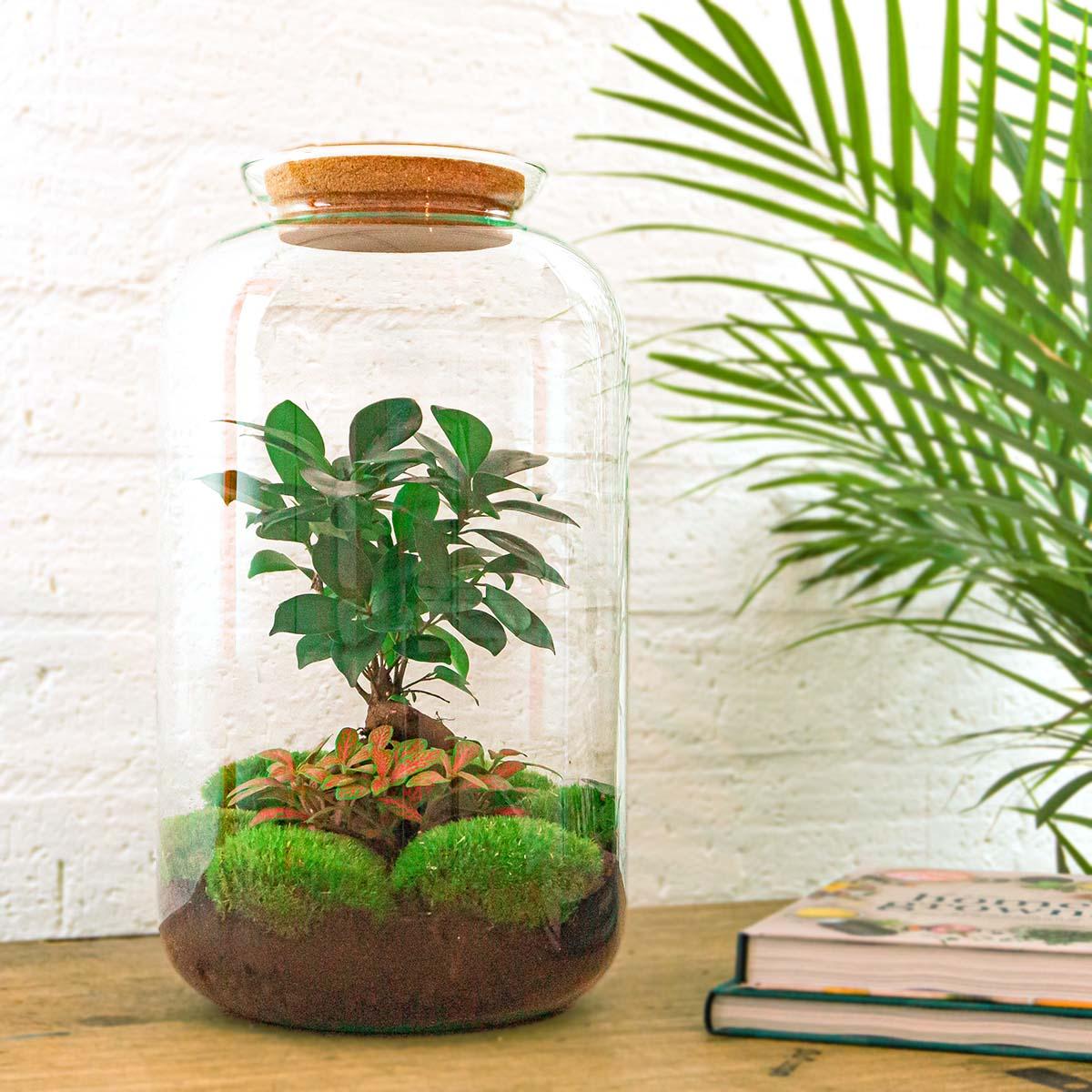 DIY terrarium - Sven Bonsai - ↕ 43 cm - Rake + Shovel + Tweezer in glazen pot met groene kamerplant, aarde en mos.