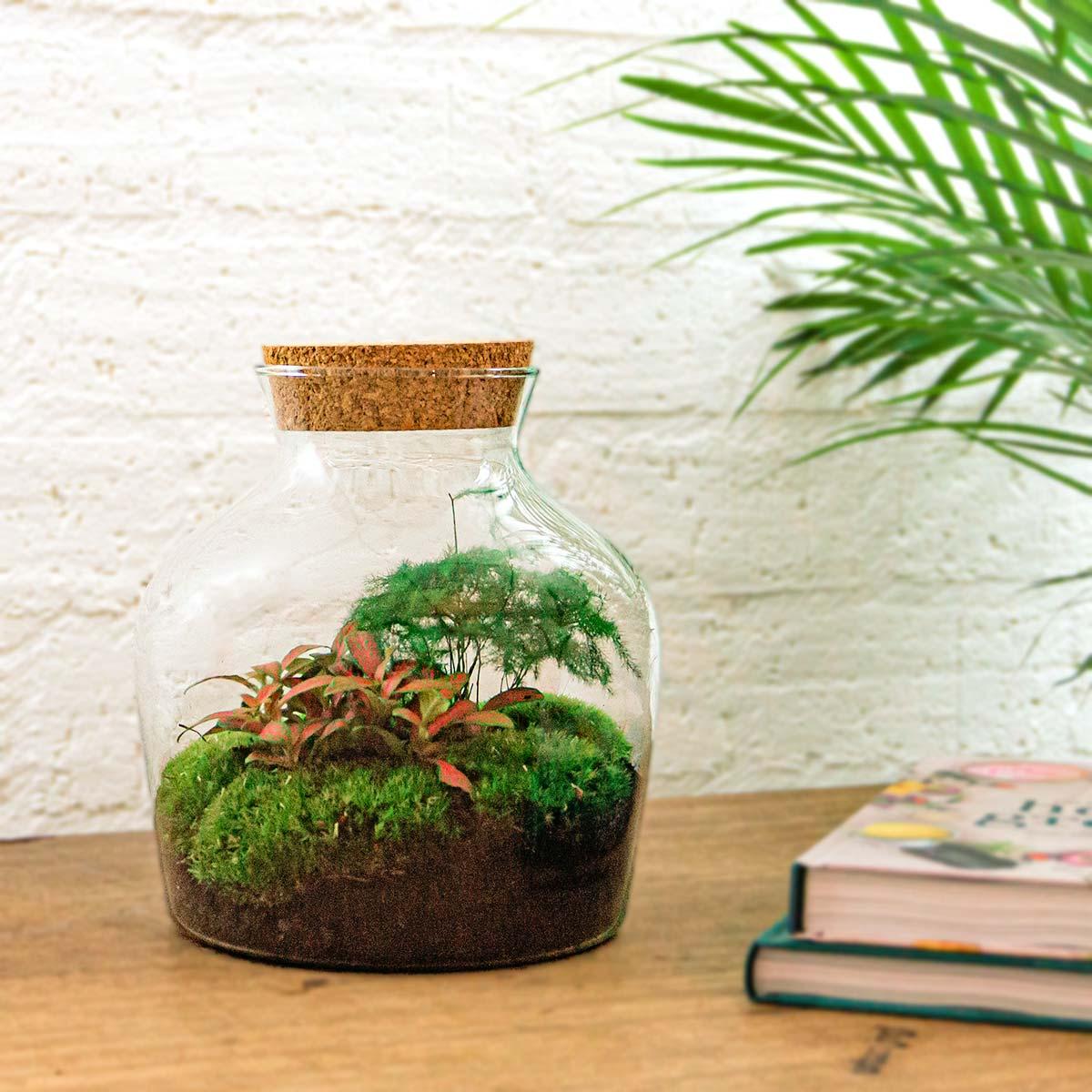 DIY terrarium - Little Joe - ↕ 21,5 cm - Normal with green plants, moss, and cork lid on wooden surface.