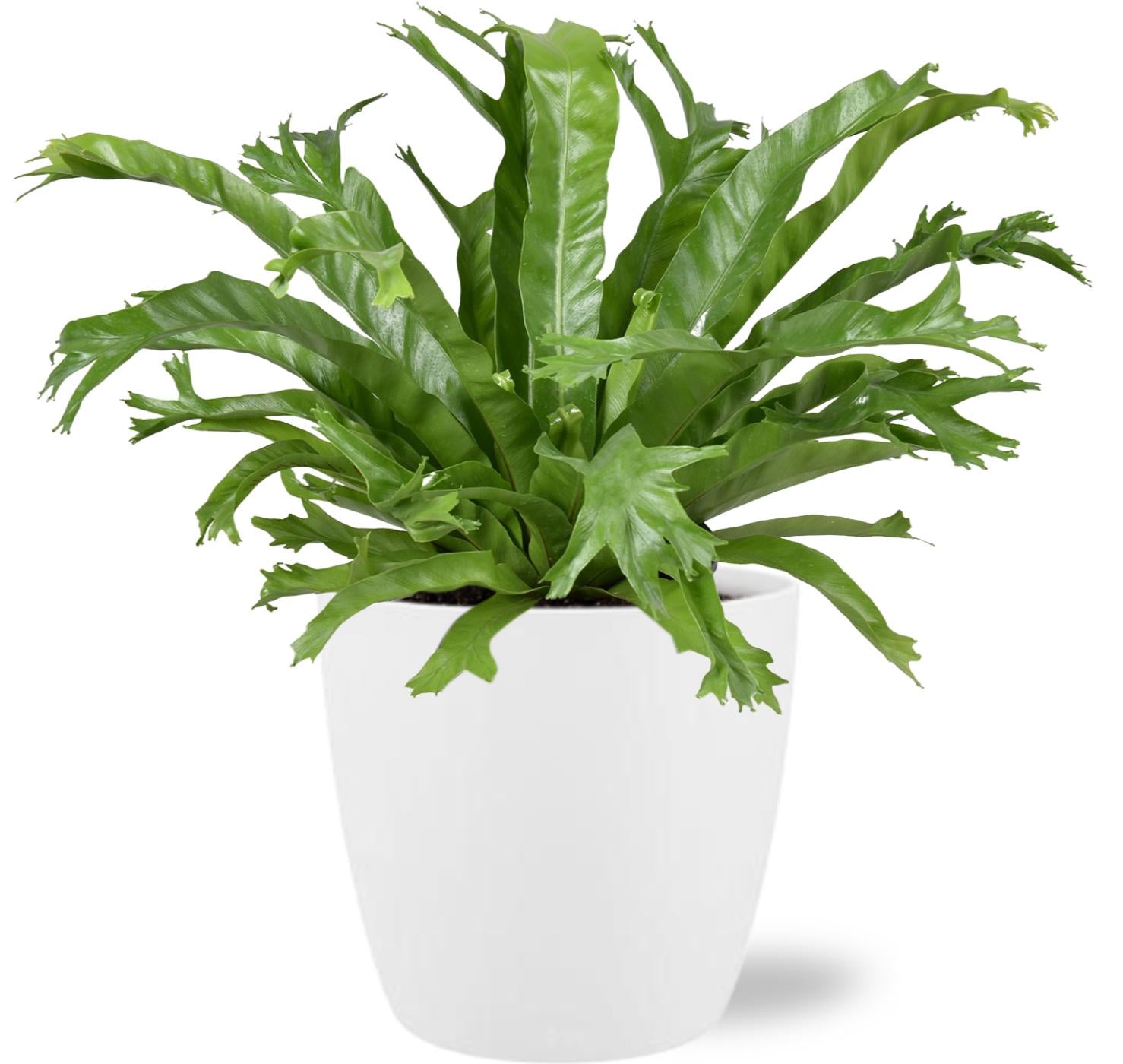Asplenium Nidus Crissie - Ø17cm - ↕40cm + Pot Brussels D18x17cm - White, groene kamerplant in witte plantenpot.
