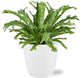 Asplenium