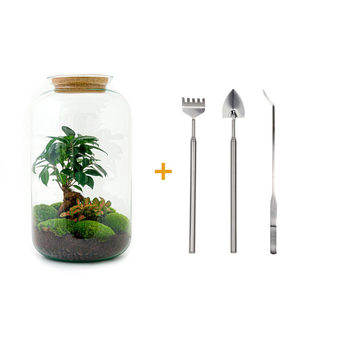 DIY terrarium - Sven Bonsai - ↕ 43 cm - Rake + Shovel + Tweezer with green plant in glass pot.