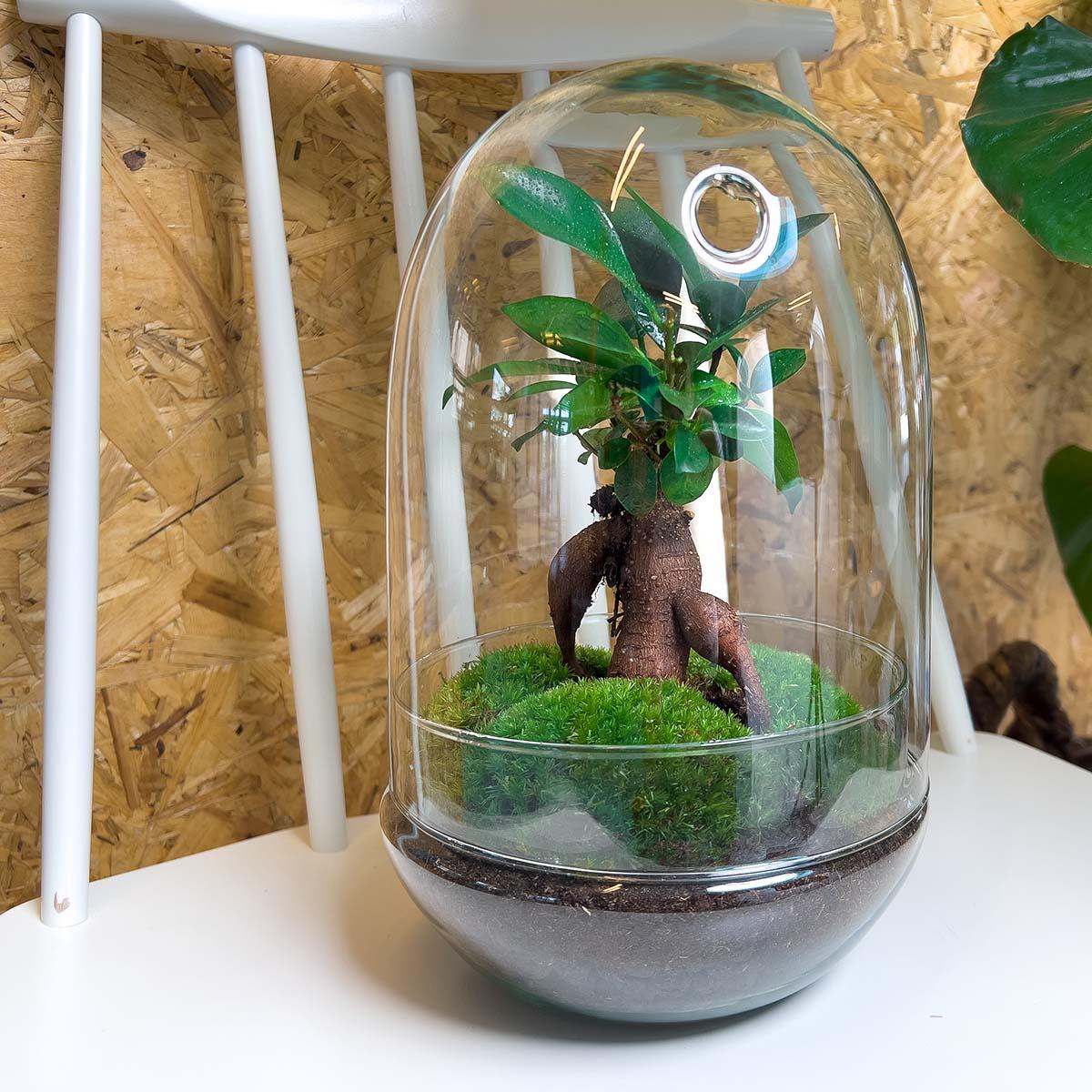 DIY terrarium - Egg XL Bonsai - ↕ 30 cm, glazen pot met groene plant en mos op witte tafel, Ø 17 cm.