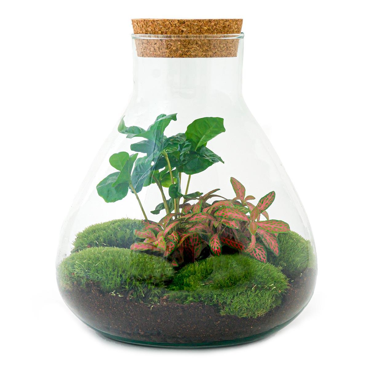 DIY terrarium - Sammie Coffea - ↕ 26 cm - Normal with green plants, moss, and soil in a glass container.