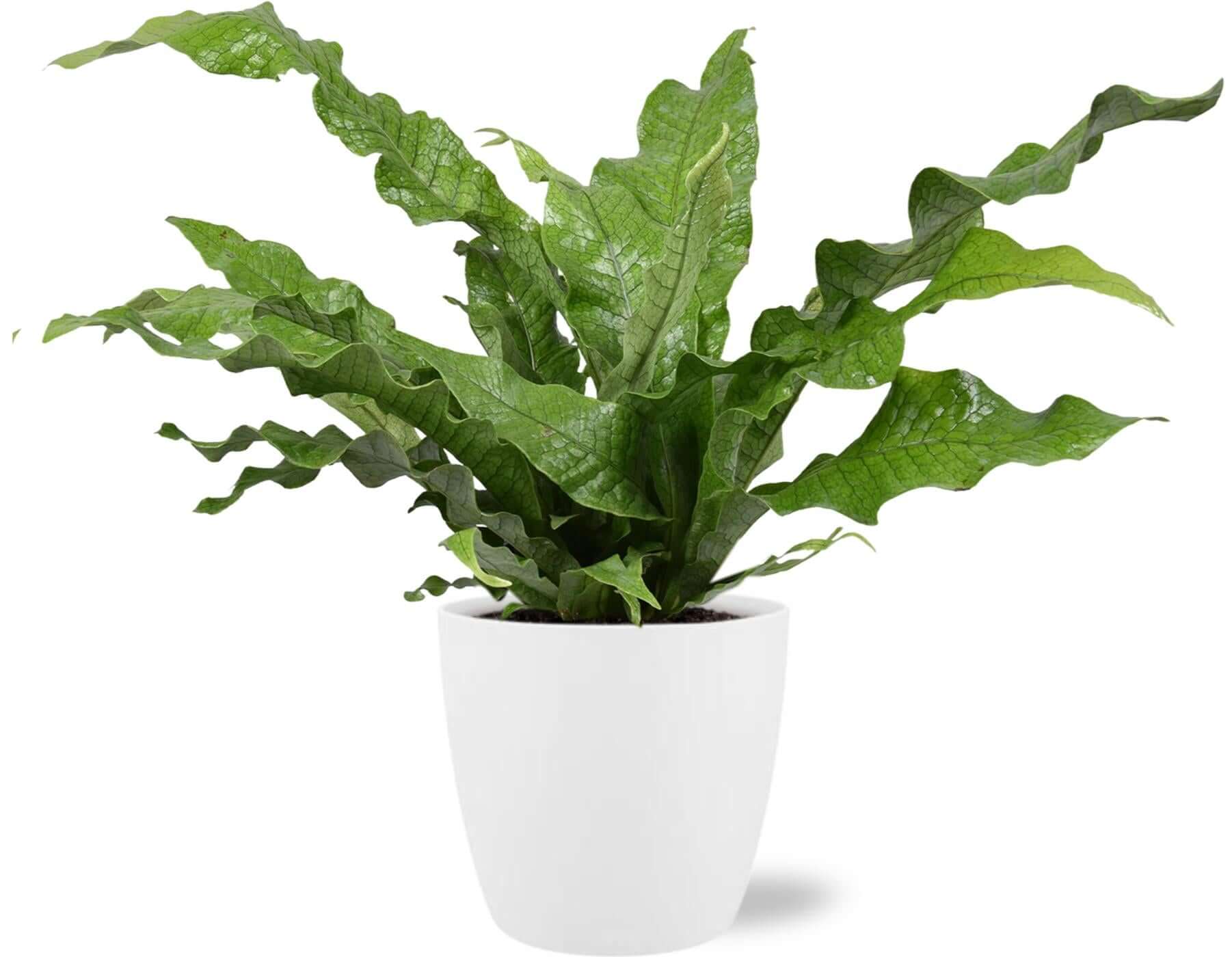 Microsorum Diversifolium - Ø17cm - ↕45cm + Pot Brussels D18x17cm - White in a white planter with glossy, green leaves.