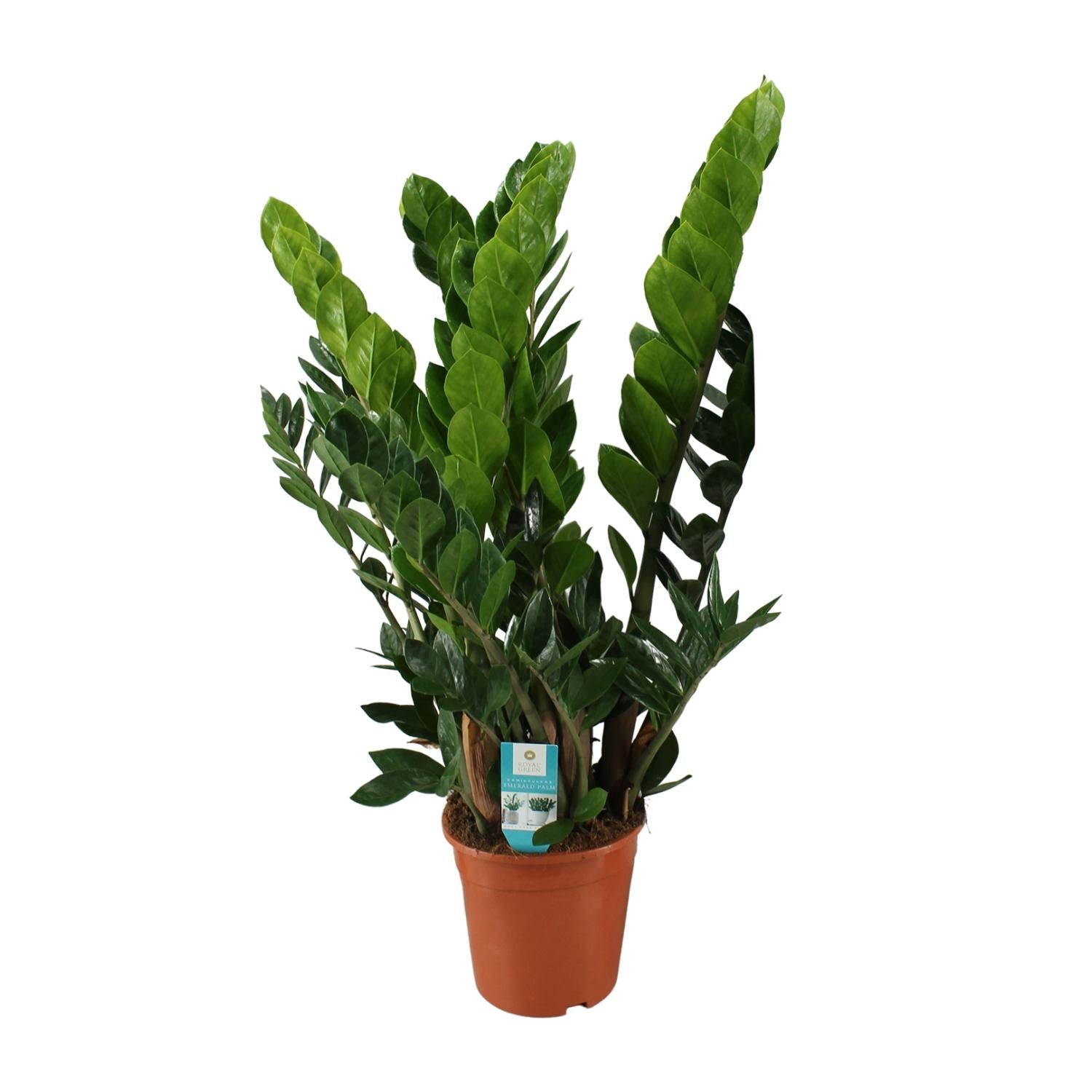 Zamioculcas Zamiifolia - Ø21cm - ↕80cm in een bruine pot, groene bladeren, binnenomgeving.