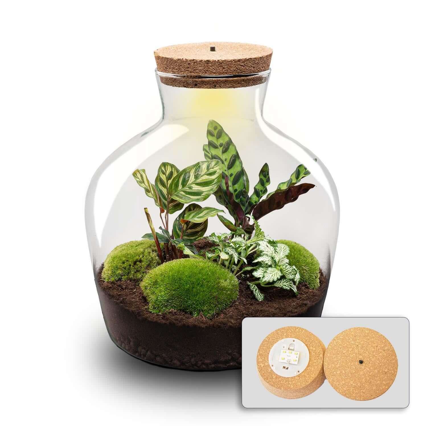 Terrarium - Fat Joe + LED - ↑ 30 cm met Calathea, groene mos en corken deksel in een glazen plantenpot.
