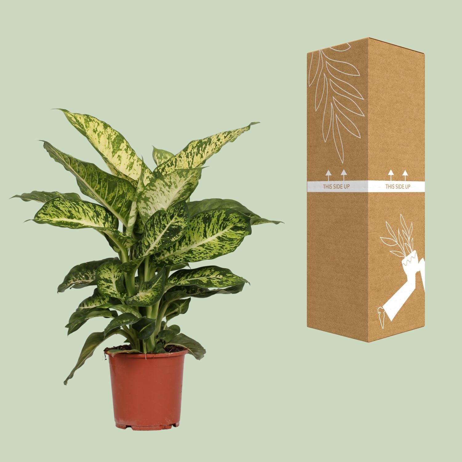 Dieffenbachia Mars - Ø17cm - ↕50cm in a terracotta pot, green leaves with patterns, next to a cardboard box.