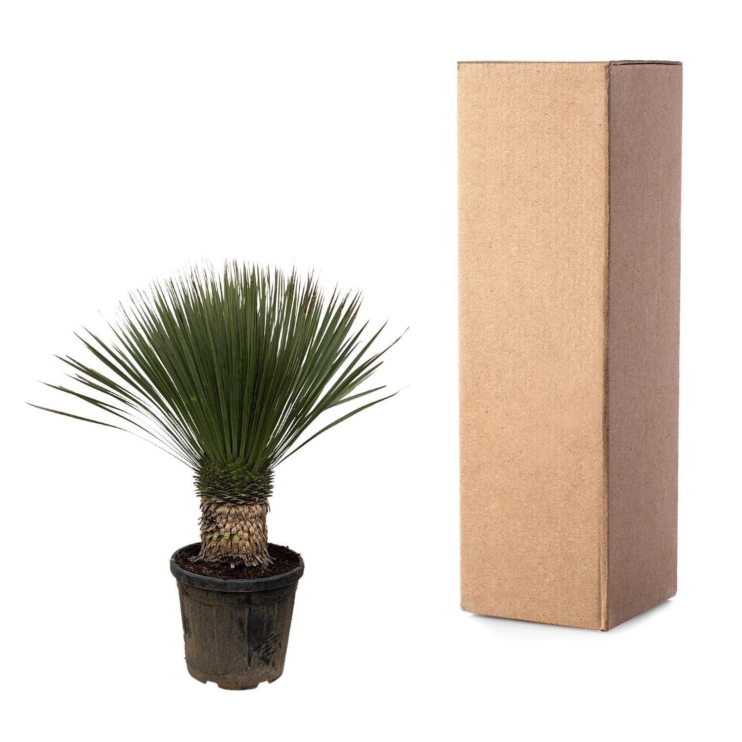 Yucca Rostrata - 100cm- Ø38