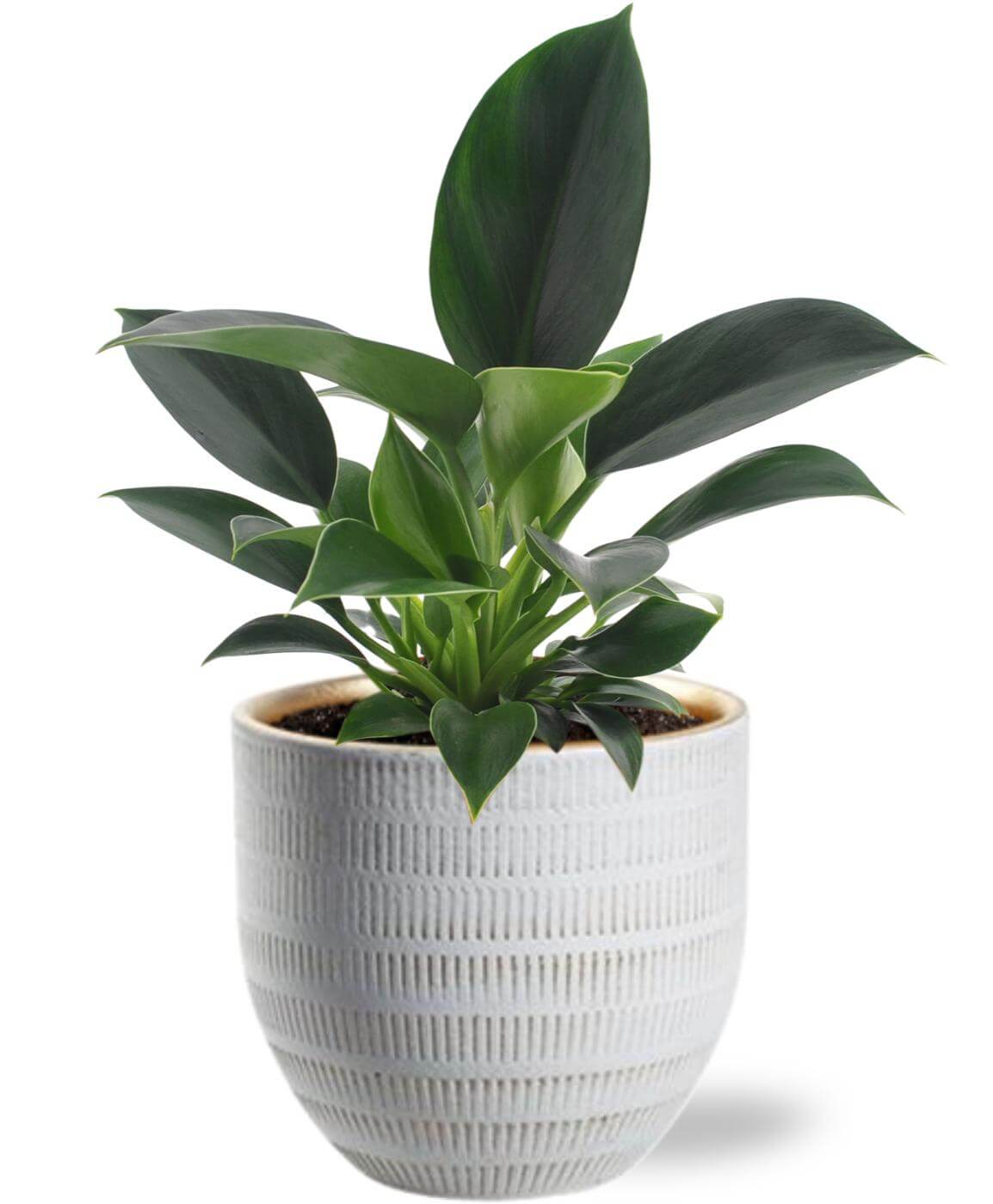 Philodendron