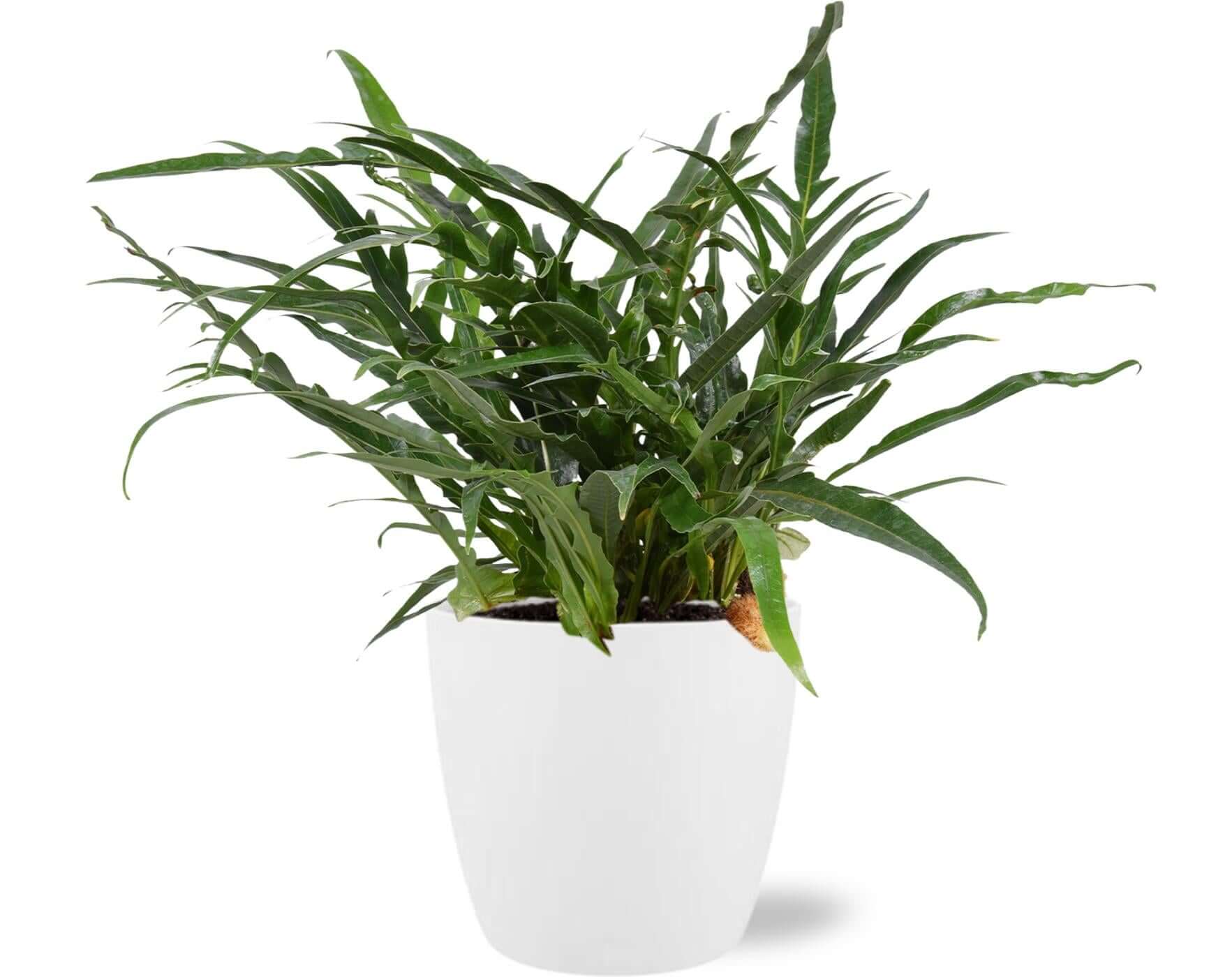 Aglaomorpha Coronans - Ø17cm - ↕45cm + Pot Brussels D18x17cm - White, groene plant in witte plantenpot.