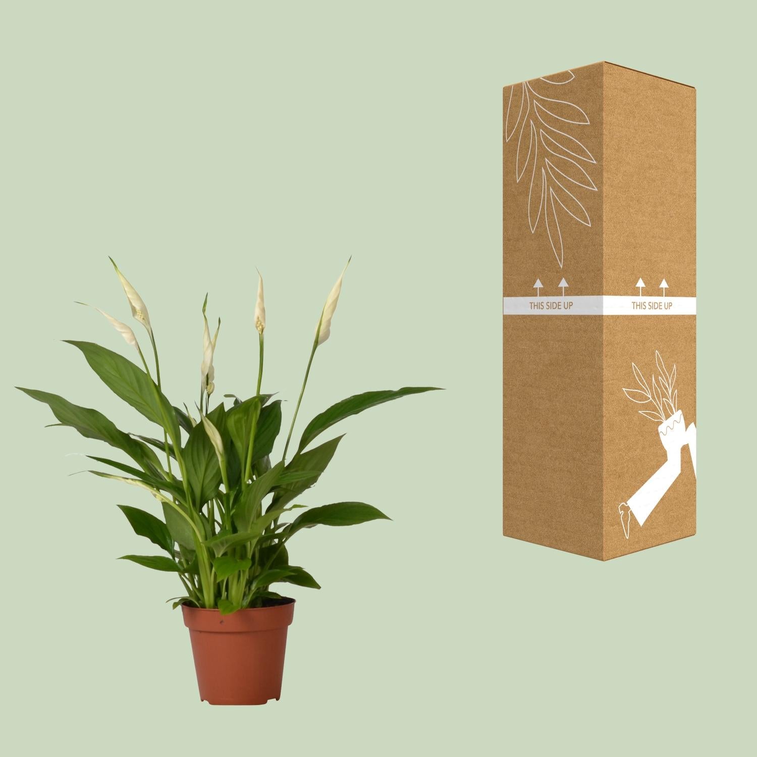Spathiphyllum Bingo Cupido - Ø12cm - ↕45cm in a brown terracotta pot, with a kraft box, surrounded by a green background.