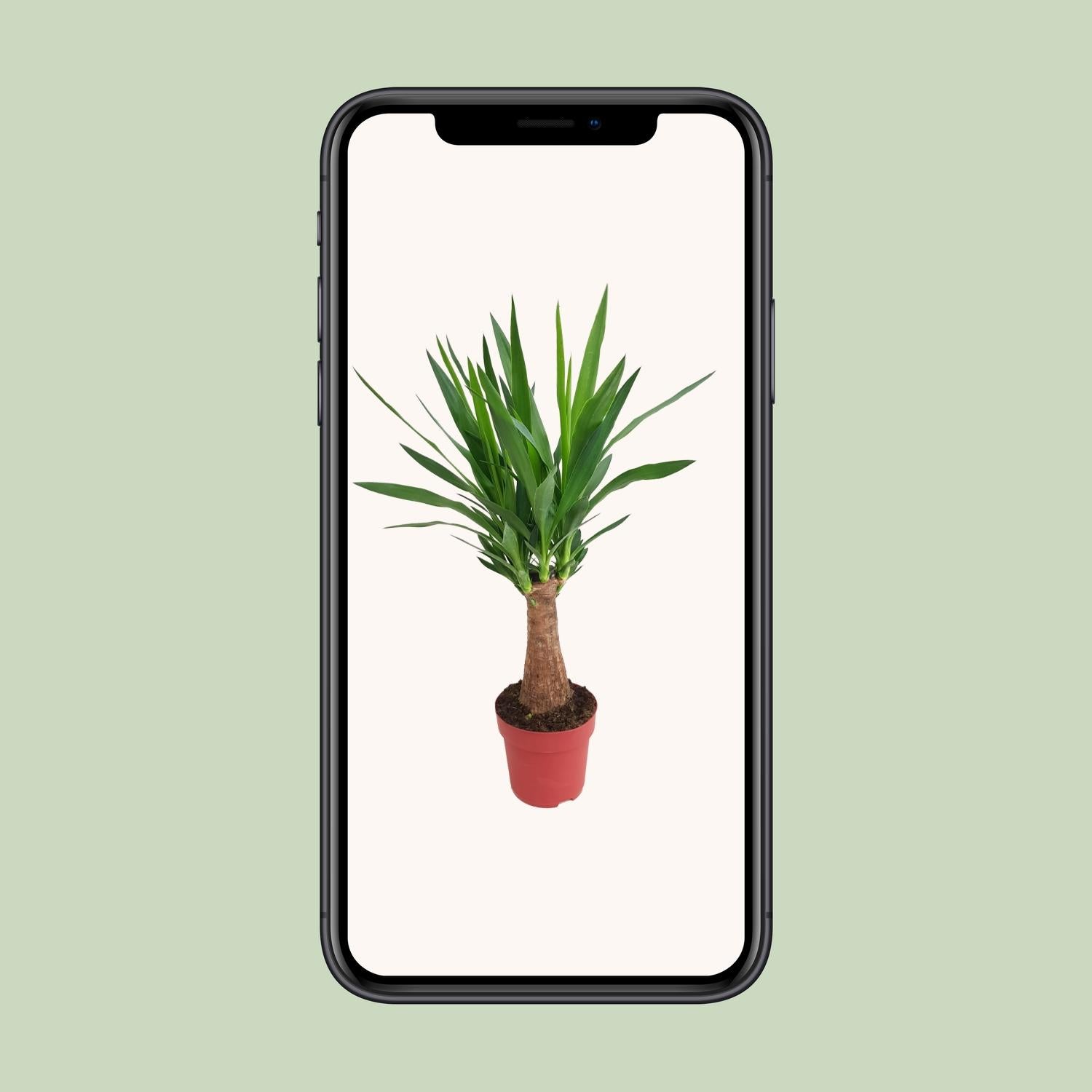 Yucca "Maya Tree" 30stam P19 - Ø19cm - ↕80cm in rode plantenpot, groene kamerplant met lange bladeren.