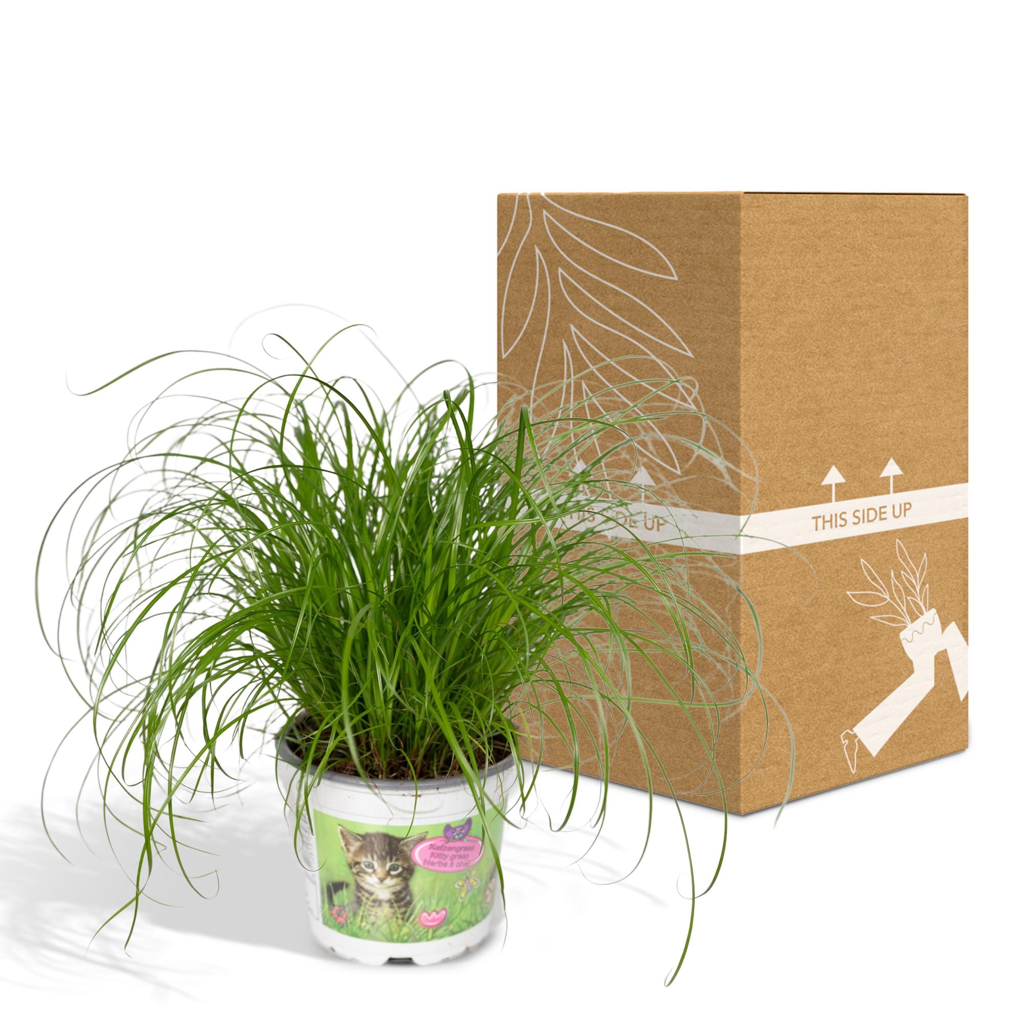 Cyperus Alternifolius - Cat grass - Ø12cm - ↕20cm in white pot beside cardboard box, green houseplant, suitable for terrarium.