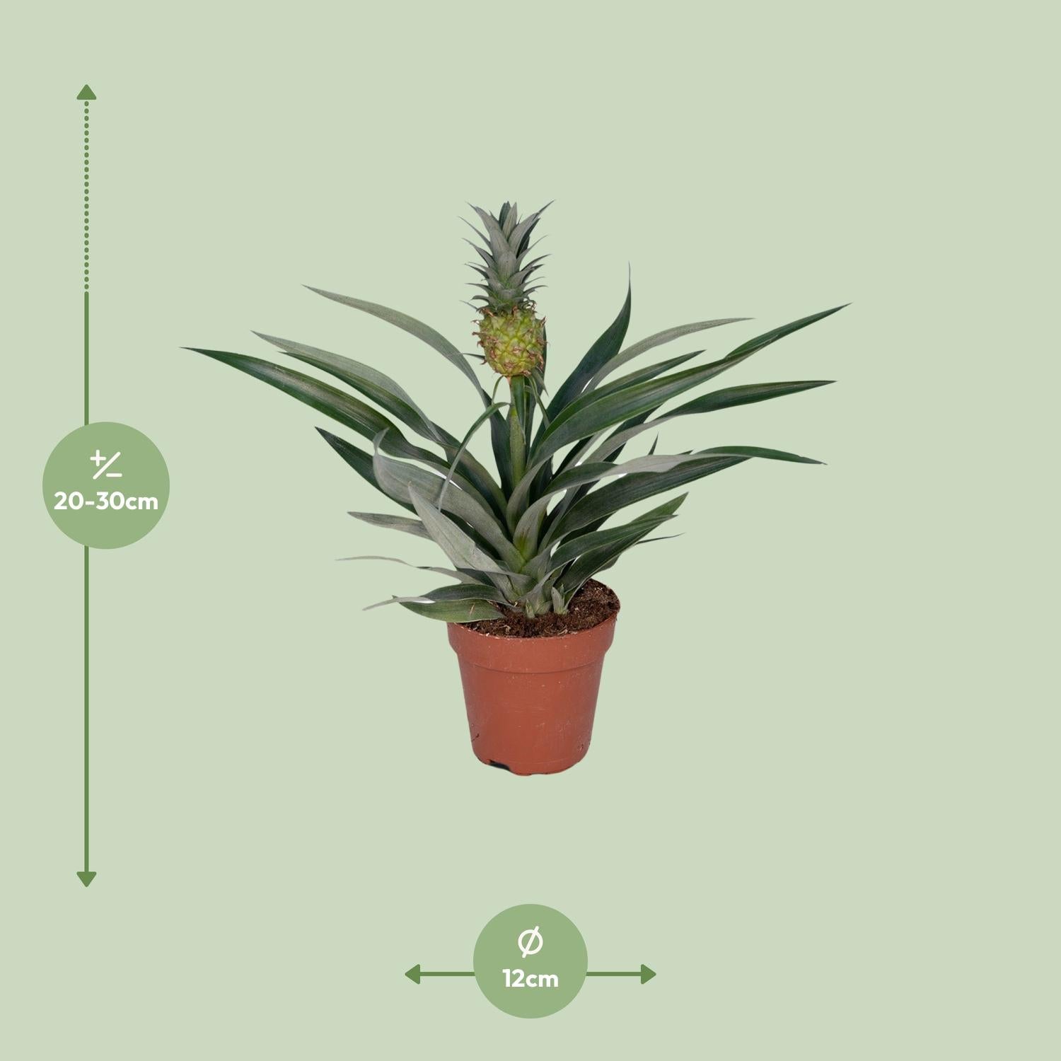 Bromelia Pineapple - Ø12cm - ↕30cm, groene kamerplant in terracotta pot, met spitse bladeren en ananas vrucht, op lichte achtergrond.