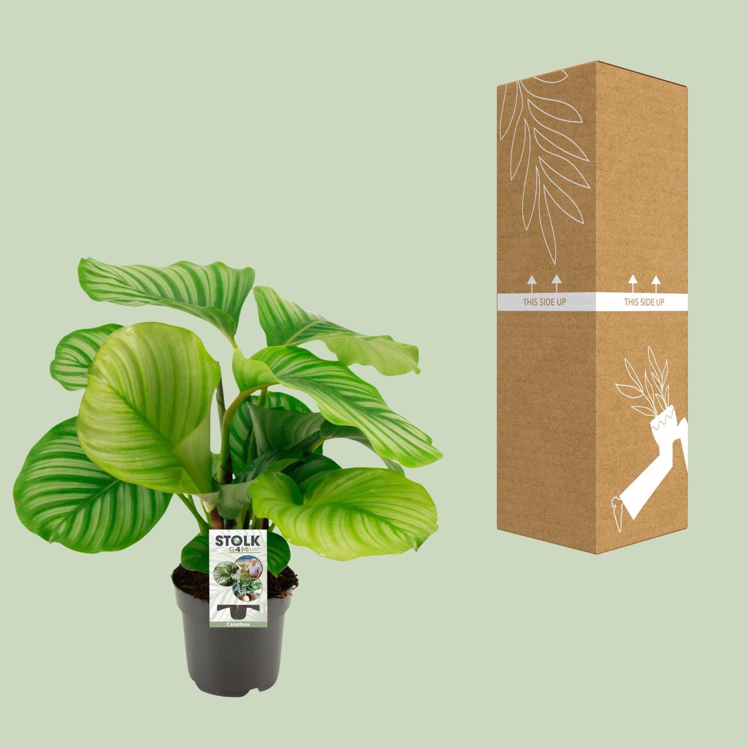 Calathea Orbifolia - Ø50cm - ↕14cm in a black plant pot, vibrant green leaves, with a cardboard box on a light green background.