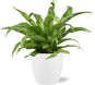 Asplenium