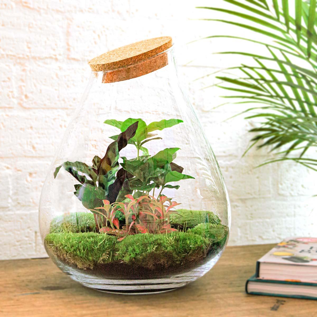 DIY terrarium - Drop XL Red - ↕ 37 cm - Normal with green plants and moss in a glass pot on a table.