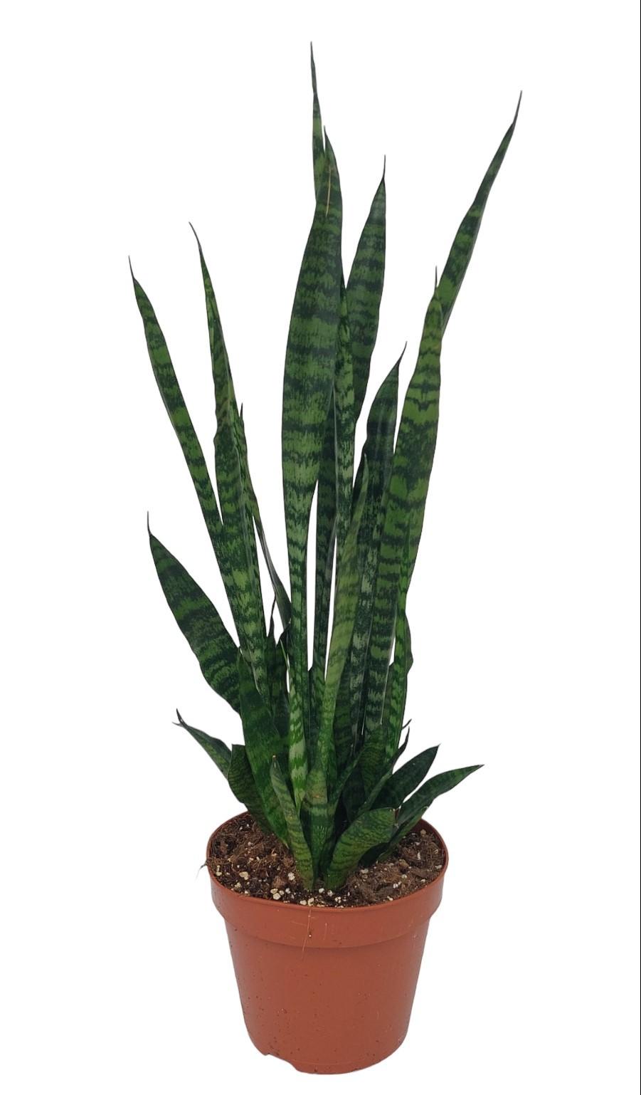Sansevieria Zeylanica - Ø17cm - ↕75cm in a brown pot, featuring tall, upright green leaves, ideal for home decor.