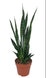 Sansevieria
