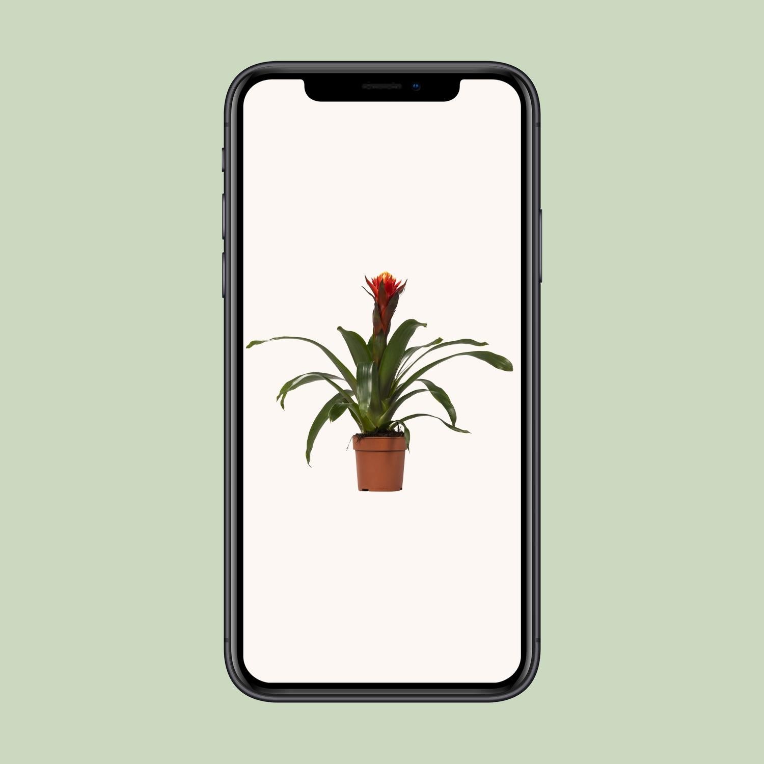 Guzmania Happiness - Ø12 ↕45, groene kamerplant in een bruine pot, gefotografeerd met een lichte achtergrond.