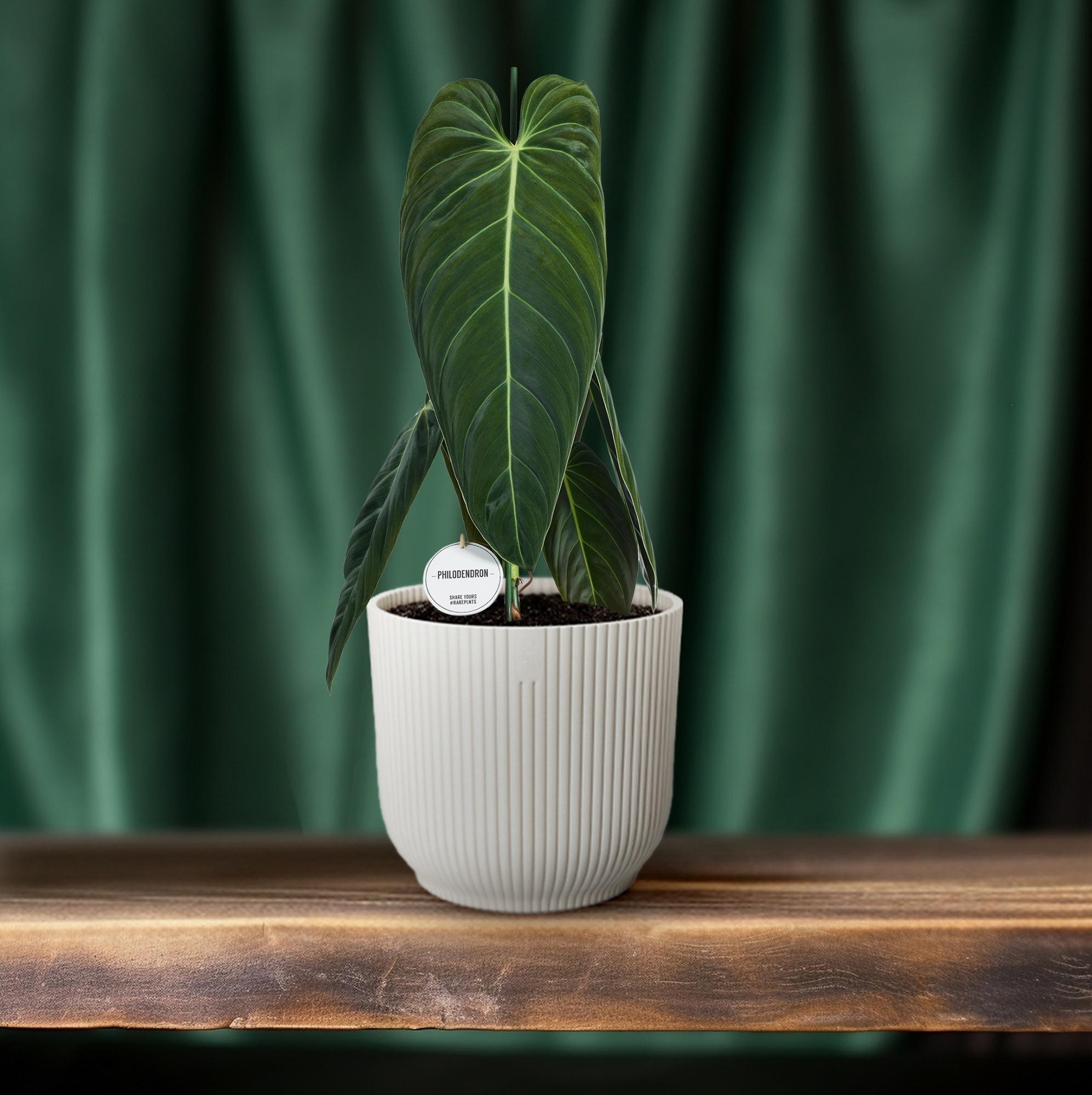 Philodendron Melanochrysum - Ø21cm - ↕75cm in white ribbed pot with lush green leaves, set against dark green curtains.