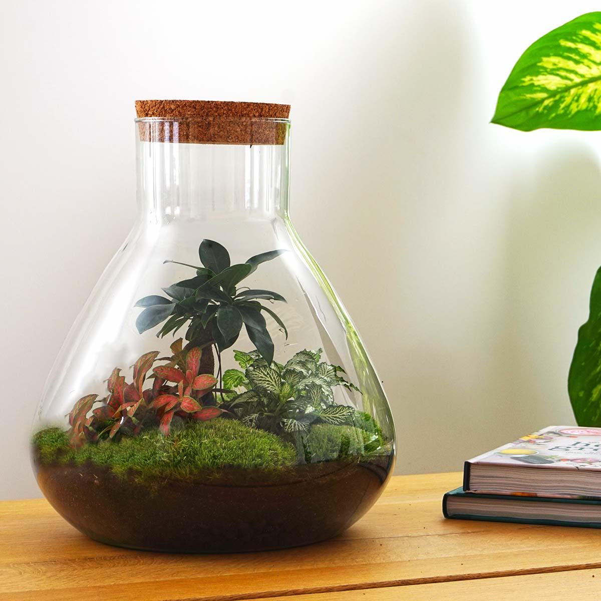 Sam XL Bonsai - DIY Terrarium - 32 cm hoog met groene planten en mossen in glazen pot, op houten tafel met boeken.
