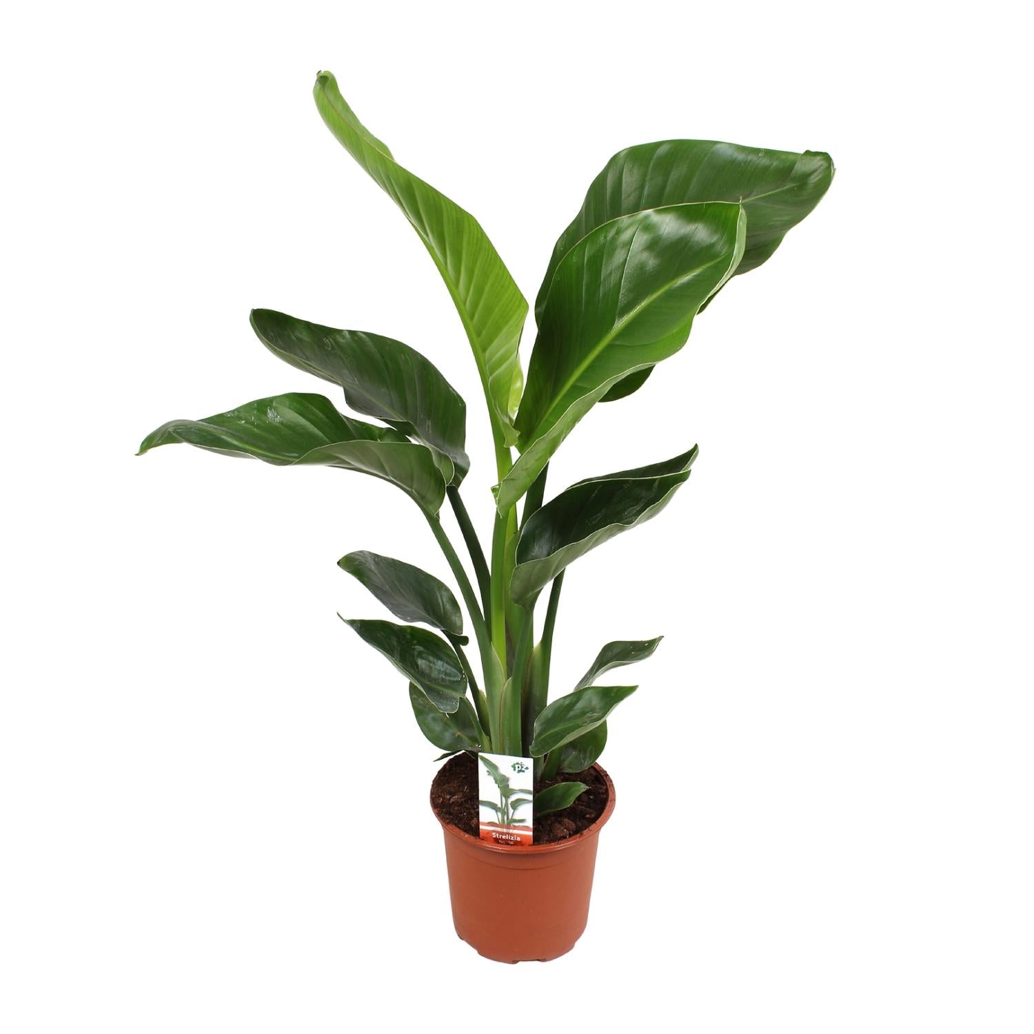 Strelitzia Nicolai 17 Cm - Ø17cm - ↕70cm in a brown pot, green leaves, suitable as a kamerplant or terrarium.