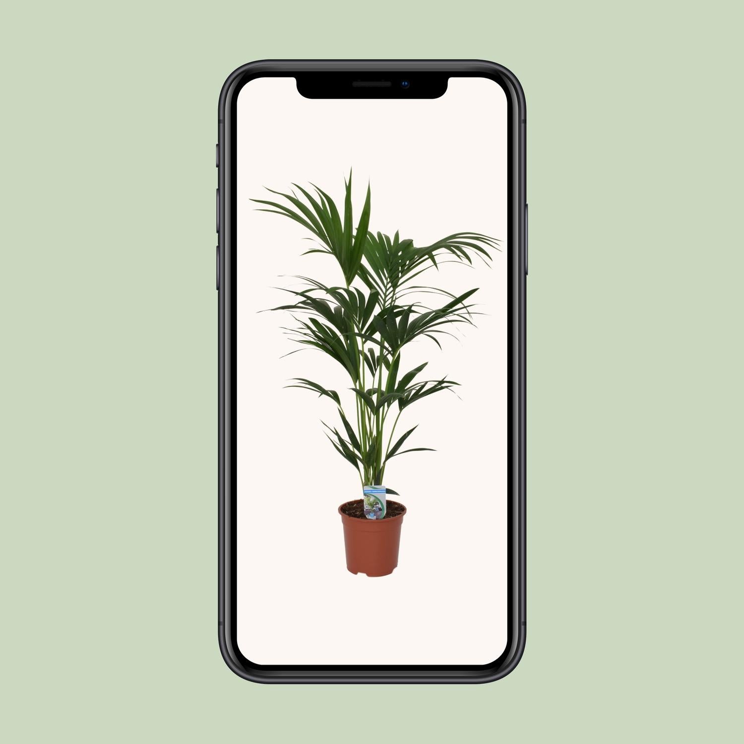 Howea forsteriana - Ø21cm - ↕120cm - Ø21 - ↨120cm in brown plant pot, displayed on smartphone, green background.