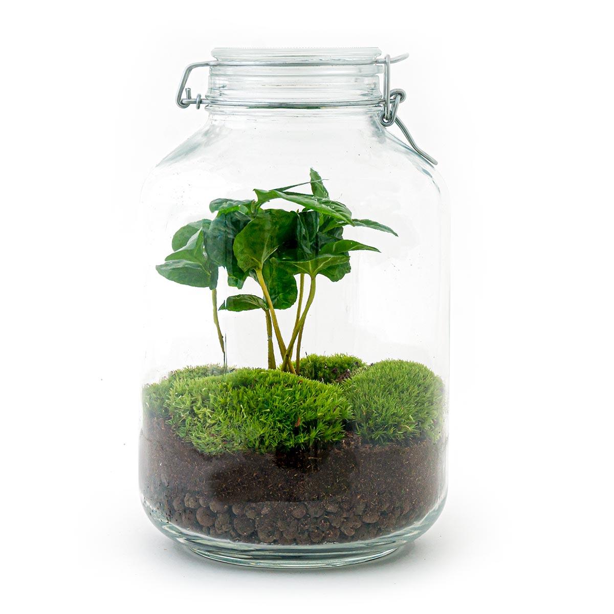 DIY terrarium - Coffea Arabica - ↕ 28 cm - Normal Jar with green plant, soil, and moss in a clear glass pot.