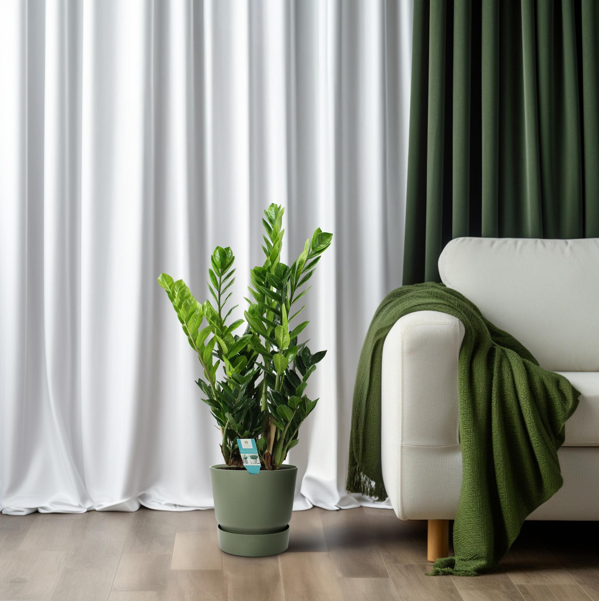 Zamioculcas 21cm - Ø21cm - ↕100cm in groene plantenpot, thuisomgeving met groene gordijnen en een witte bank.