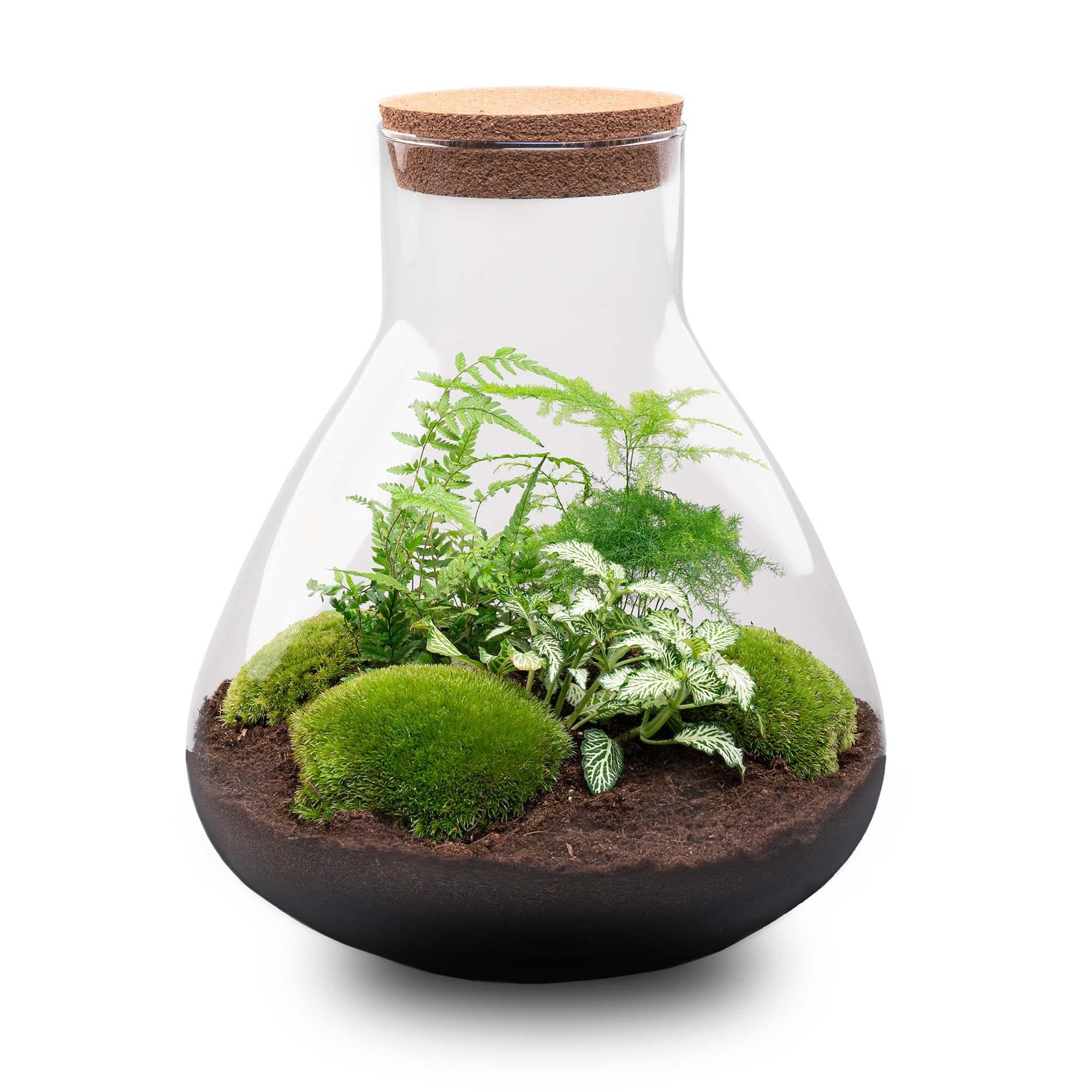 DIY terrarium - Sam XL - ↕ 35 cm - Normal in a glass container with green ferns and moss on dark soil, Ø 30 cm.