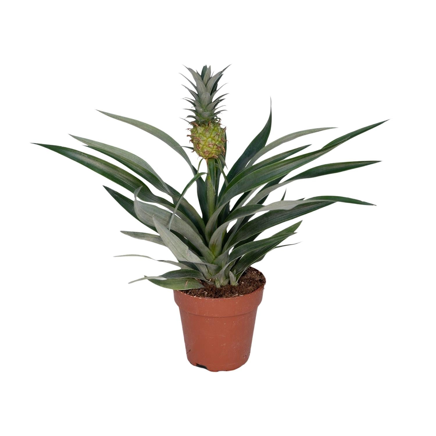 Bromelia Pineapple - Ø12cm - ↕30cm in a terracotta pot, featuring green spiky leaves and a pineapple fruit, ideal as a kamerplant.