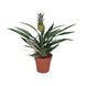 Bromelia