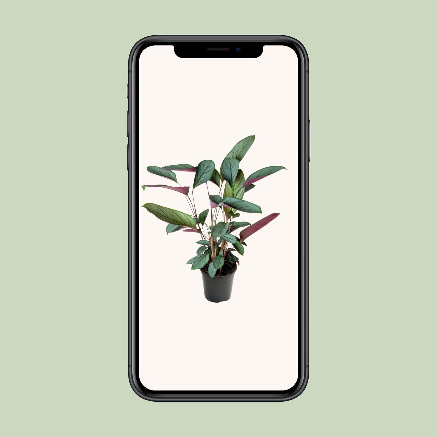 Ctenanthe Setosa - Ø17cm - ↕60cm in zwarte plantenpot, groene plant, omgeving met zachte kleurstelling