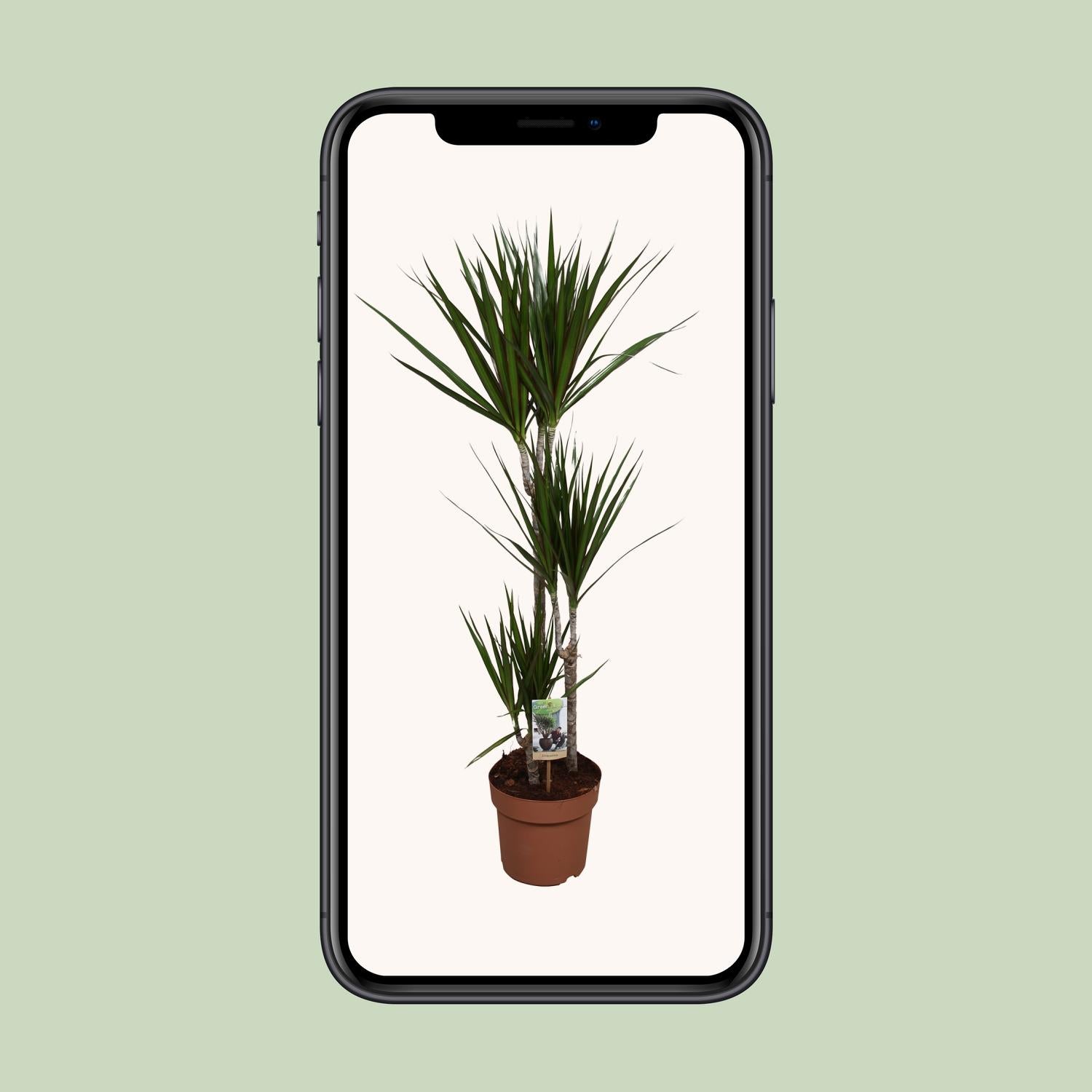 Dracaena Marginata - Ø21cm - ↕120cm, groene plant in een bruine plantenpot, weergegeven op een smartphone.