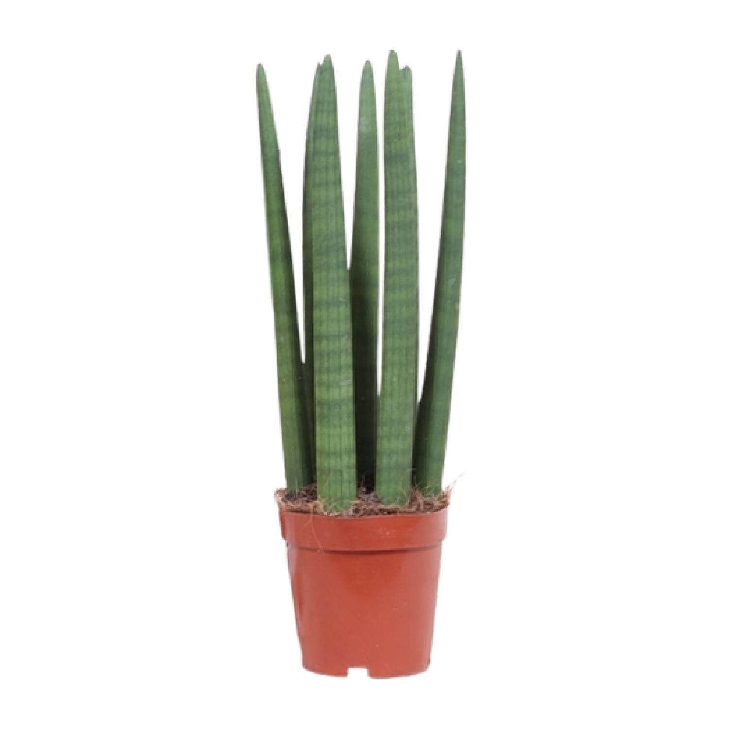 Sansevieria Straight - Ø12cm - ↕40cm in a terracotta pot, featuring tall, upright green leaves, ideal as a kamerplant.
