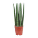 Sansevieria