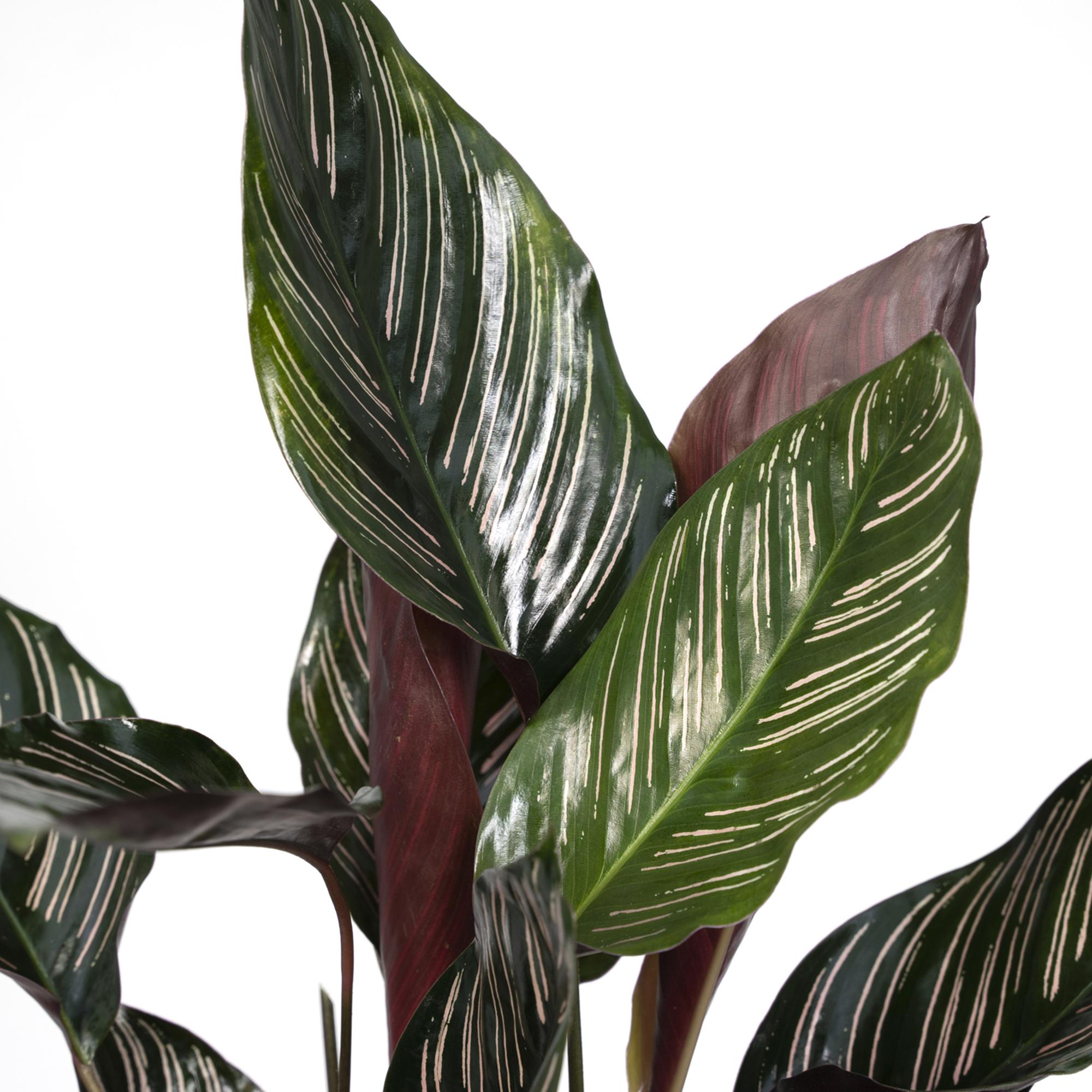 Calathea Ornata - Ø14cm - ↕50cm, groene plant met gestreepte bladeren, geschikt voor terrarium, in groene plantenpot.